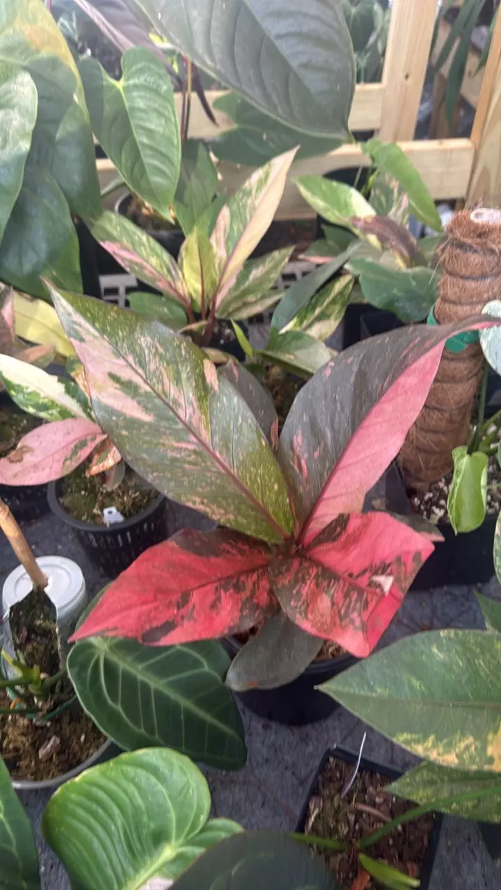 Anthurium hookeri thumbnail