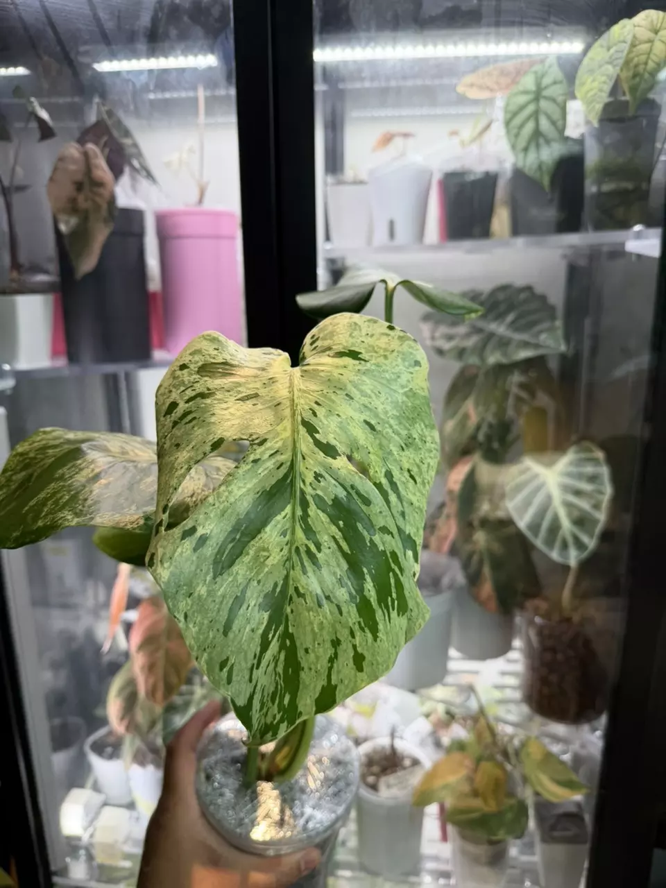 Monstera vietciosa thumbnail