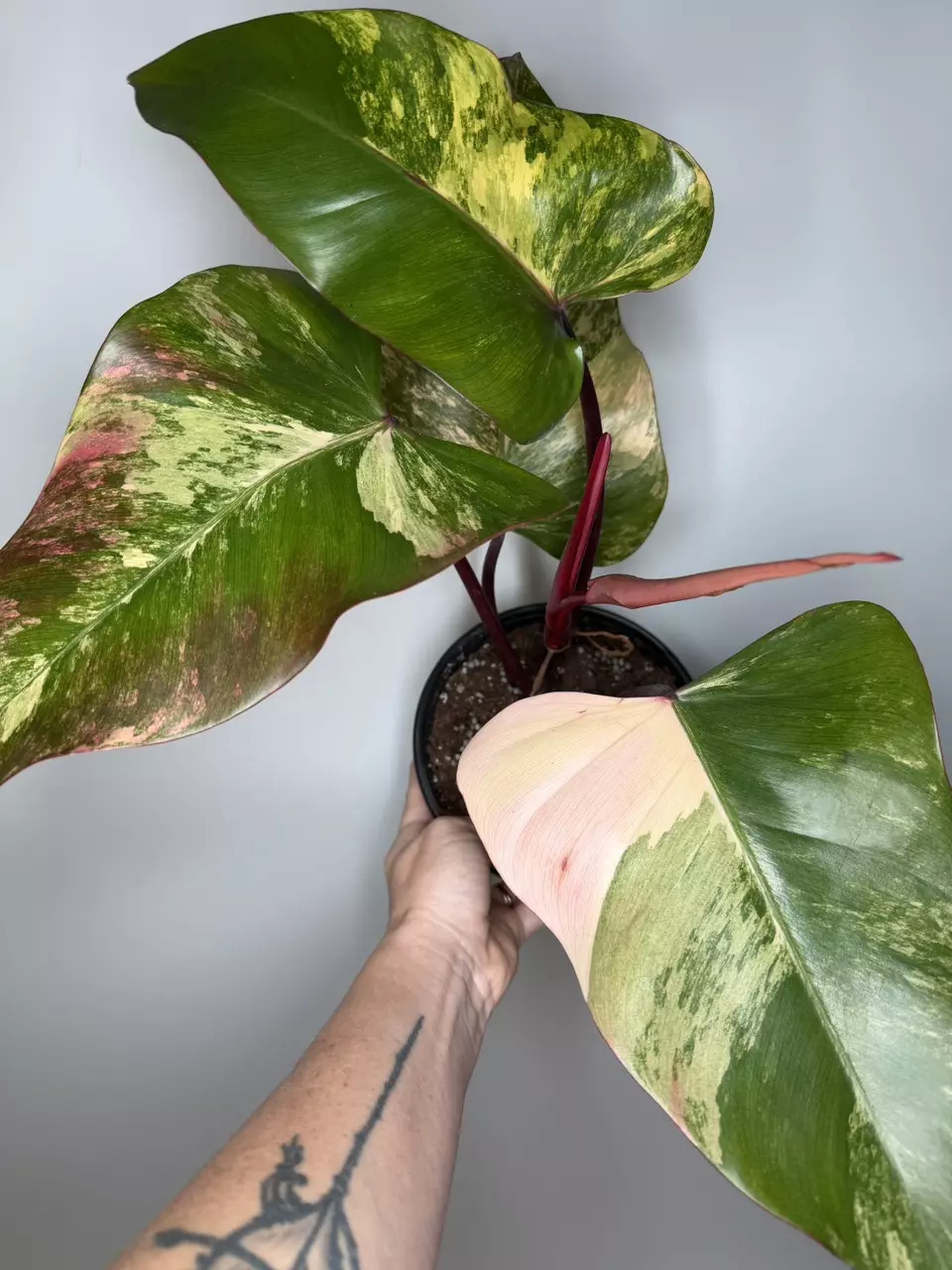 Philodendron Strawberry Shake - 6” Pot thumbnail