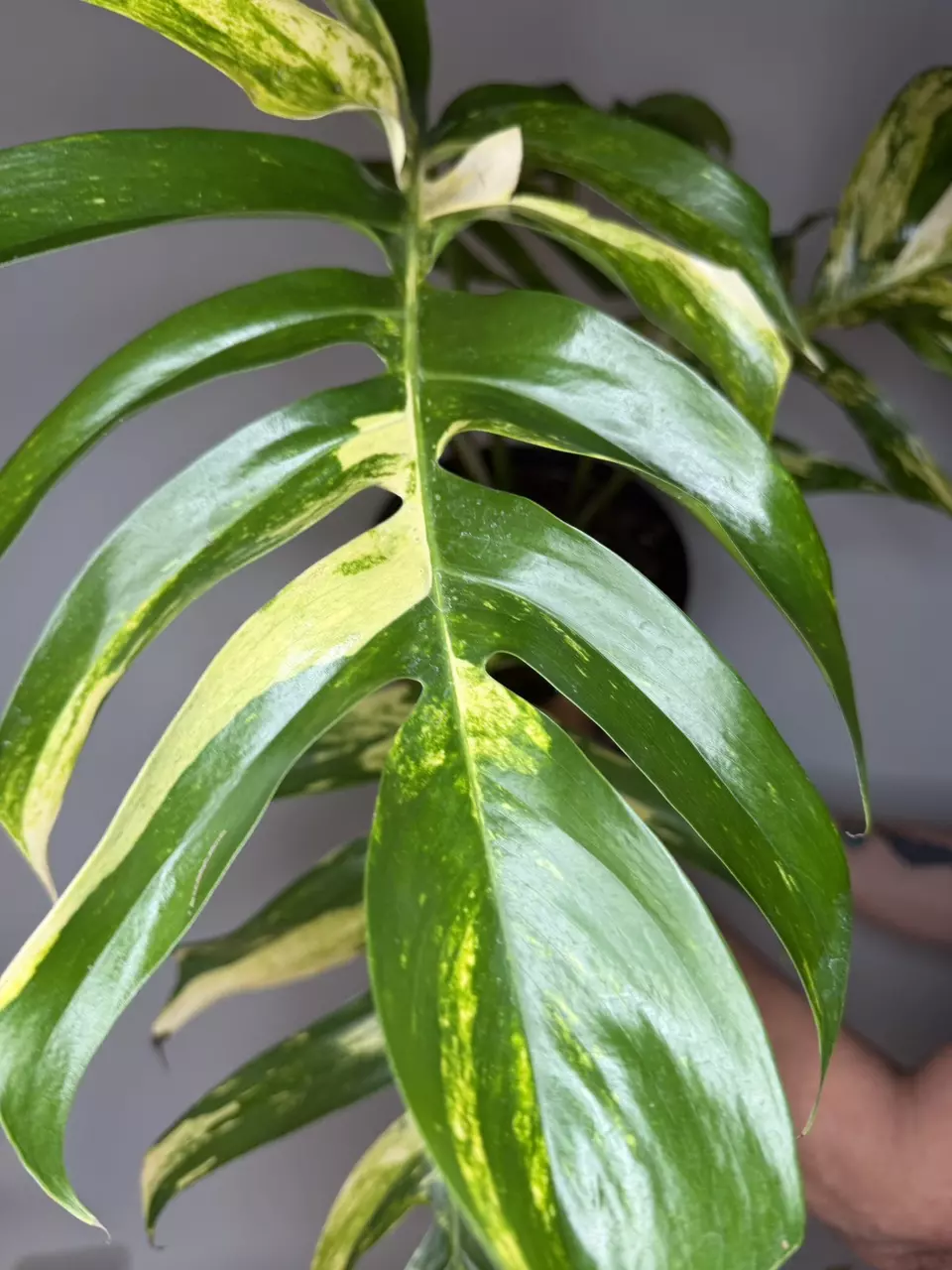 *Mature* Epipremnum Pinnatum Yellow Flame thumbnail