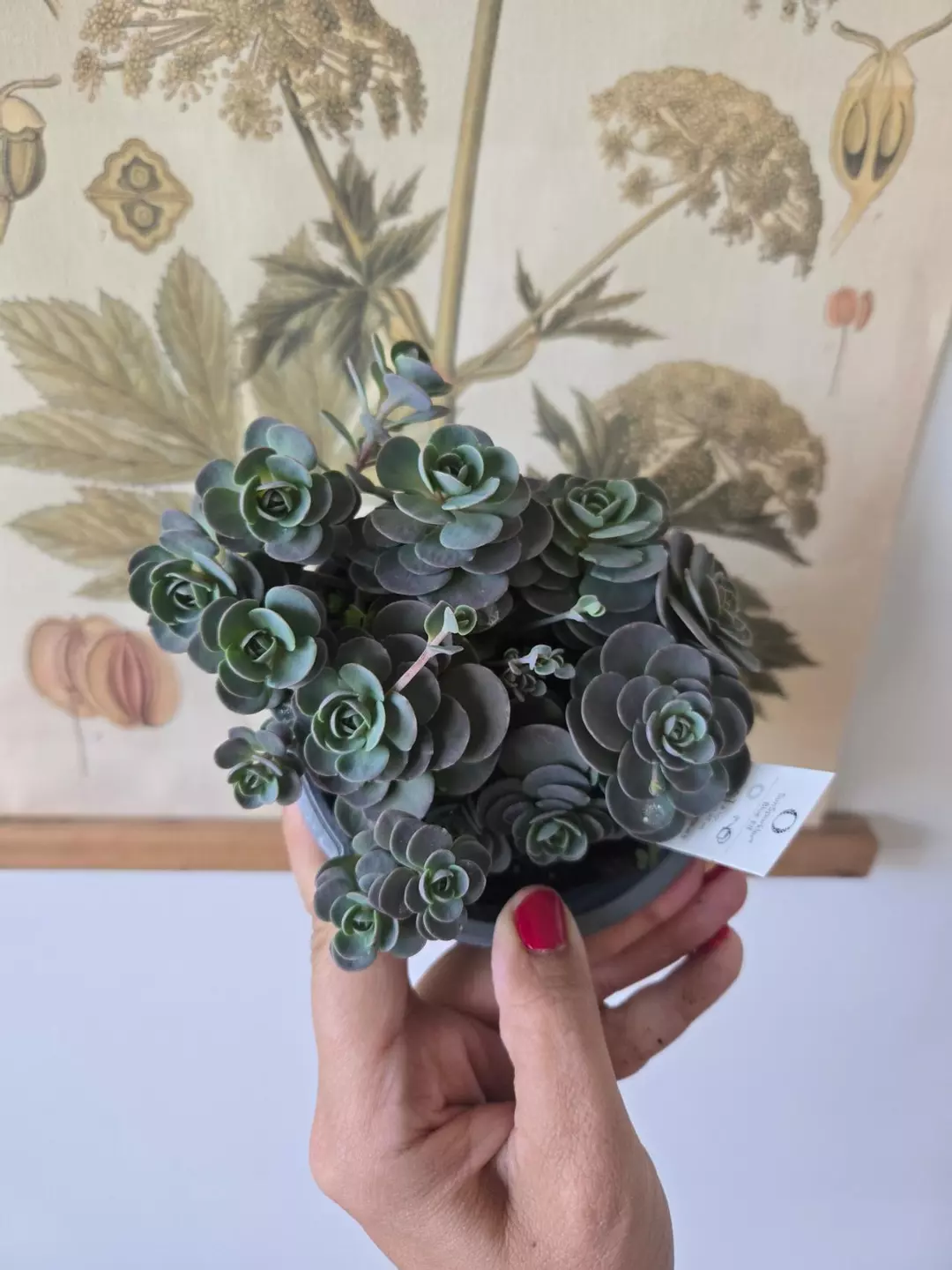 Sedum 'Blue Elf' succulent thumbnail