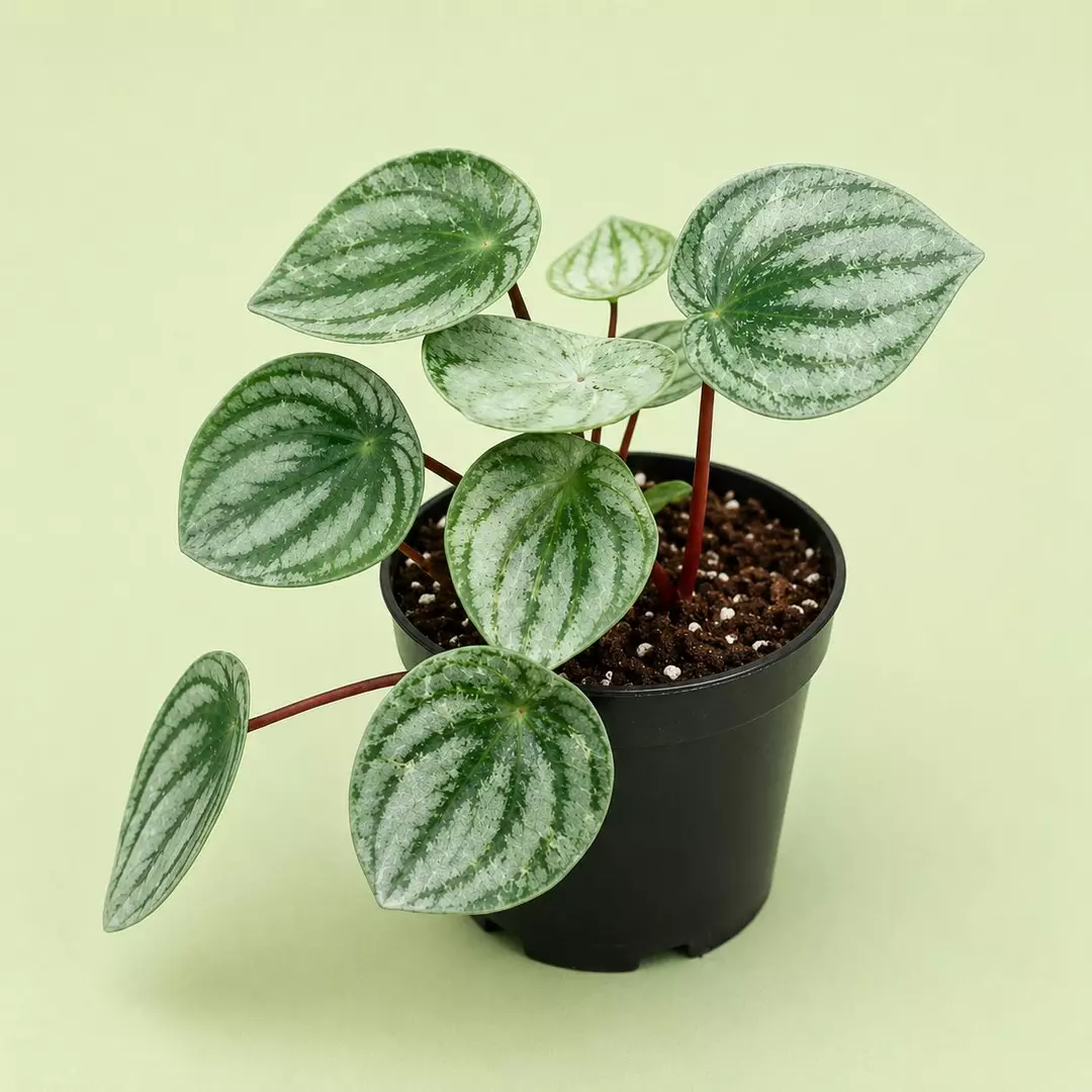 Watermelon Peperomia 4 inch pot thumbnail
