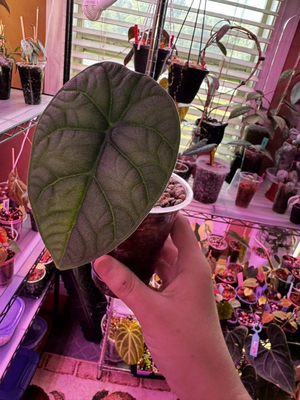Alocasia Melo 589 thumbnail