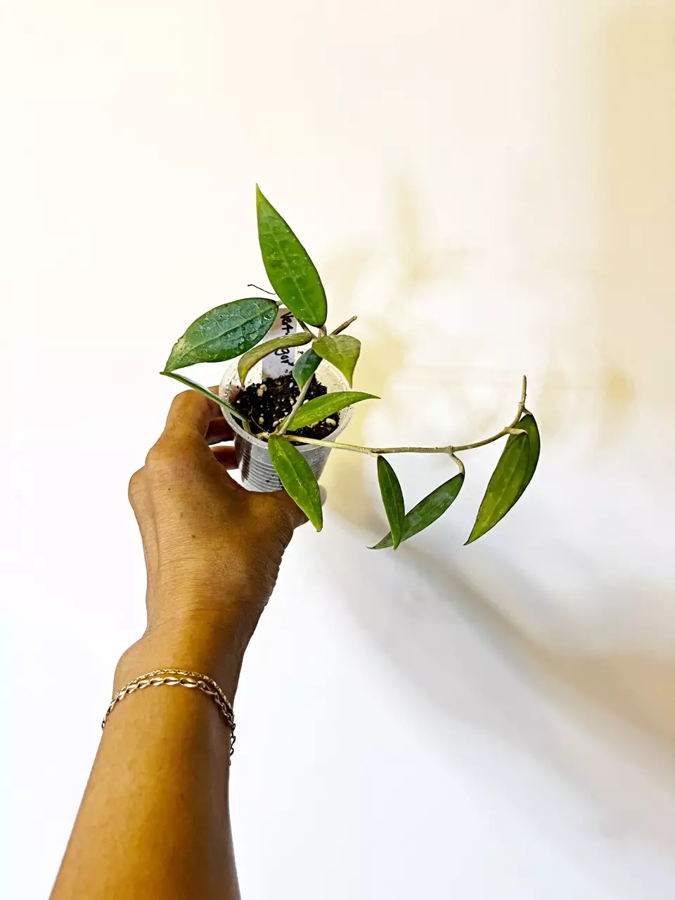 🎋Hoya Pallida sp Bogor thumbnail