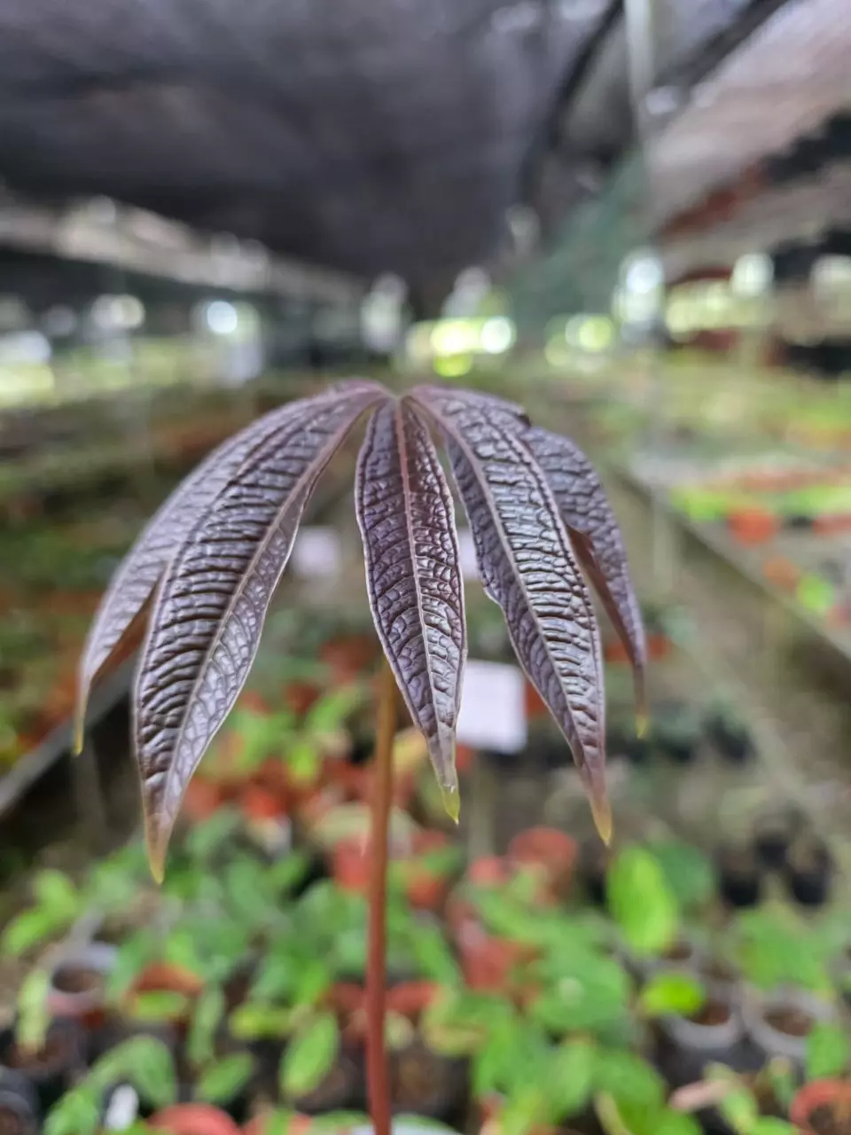 Anthurium sp crocodile fingers • BLIND PRESALE • 6-10 Inch Leaf thumbnail