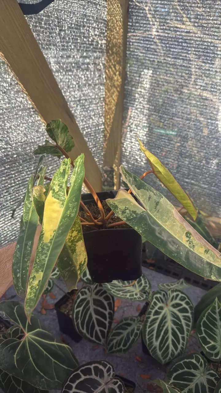 Billiebie variegated thumbnail