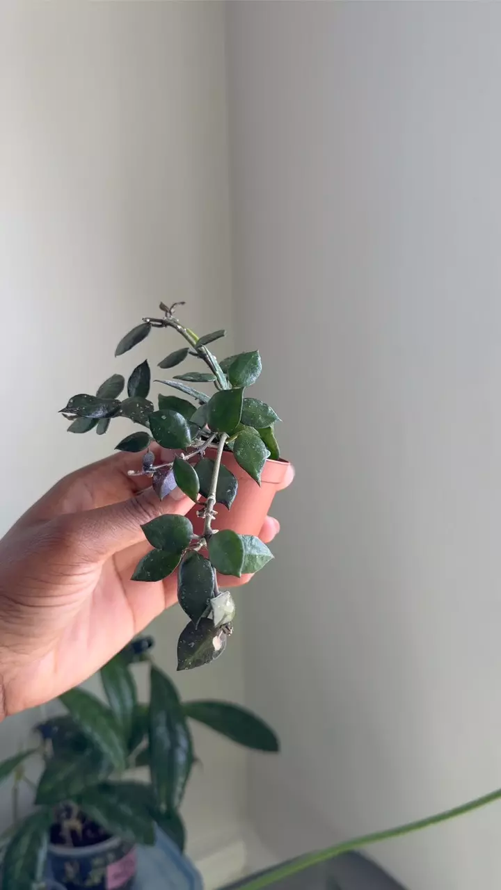 Hoya Krohniana Black thumbnail