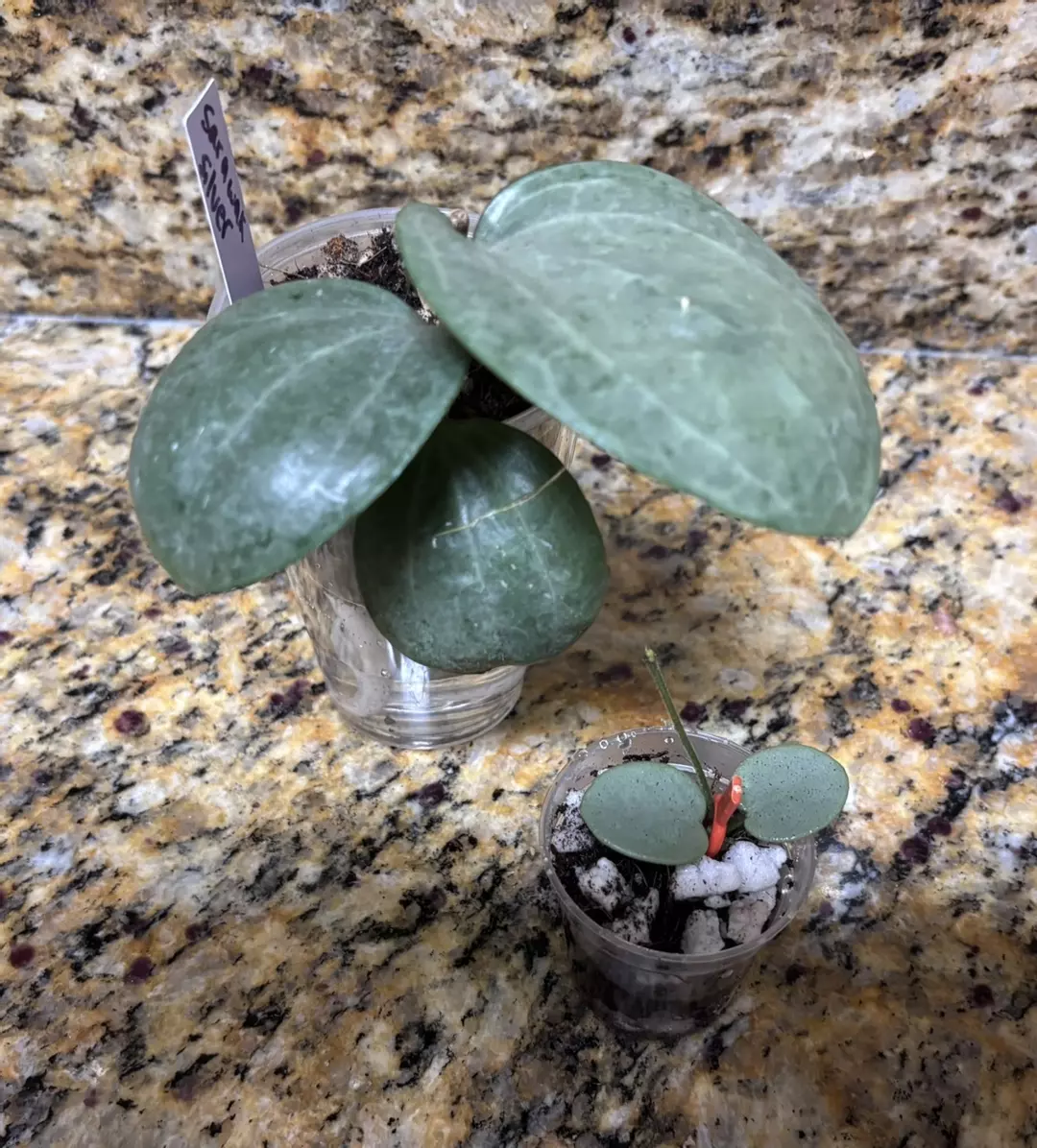 Silver duo - Grey Fairy & Latifolia Silver thumbnail