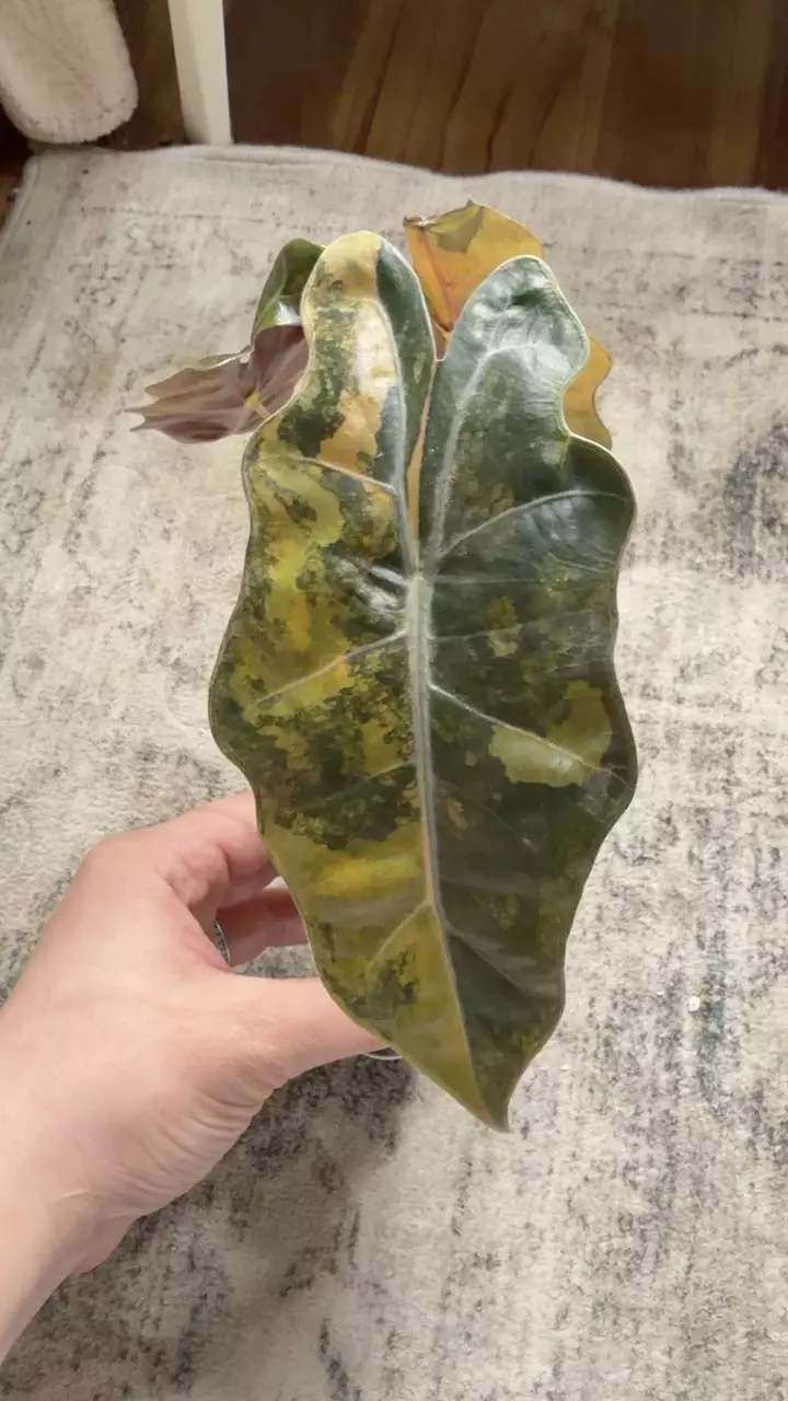Alocasia Pseudo Tricolor thumbnail