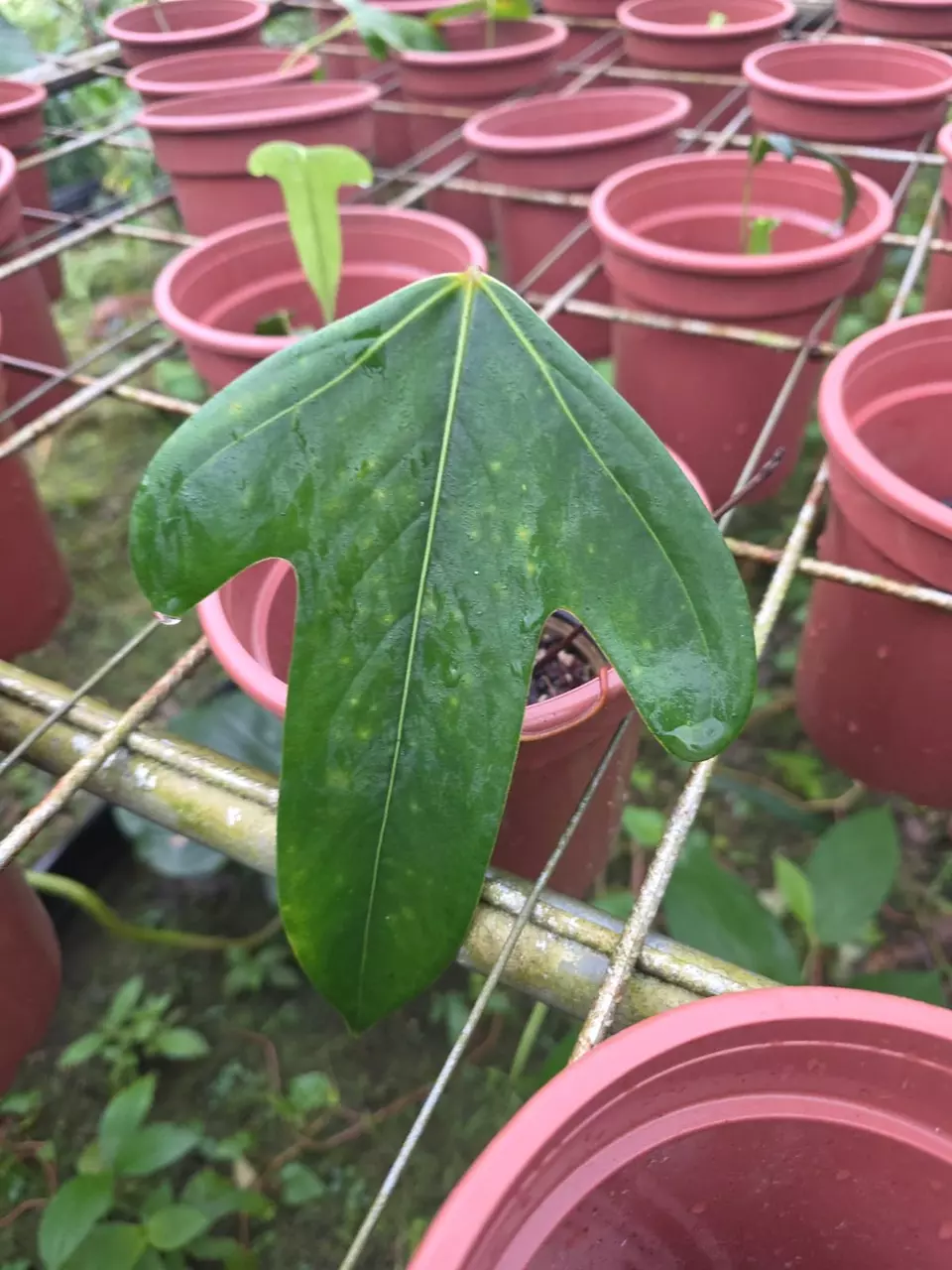 Anthurium grex-avium • Negative Sinus • BLIND PRESALE • 4-8 Inch Leaves thumbnail