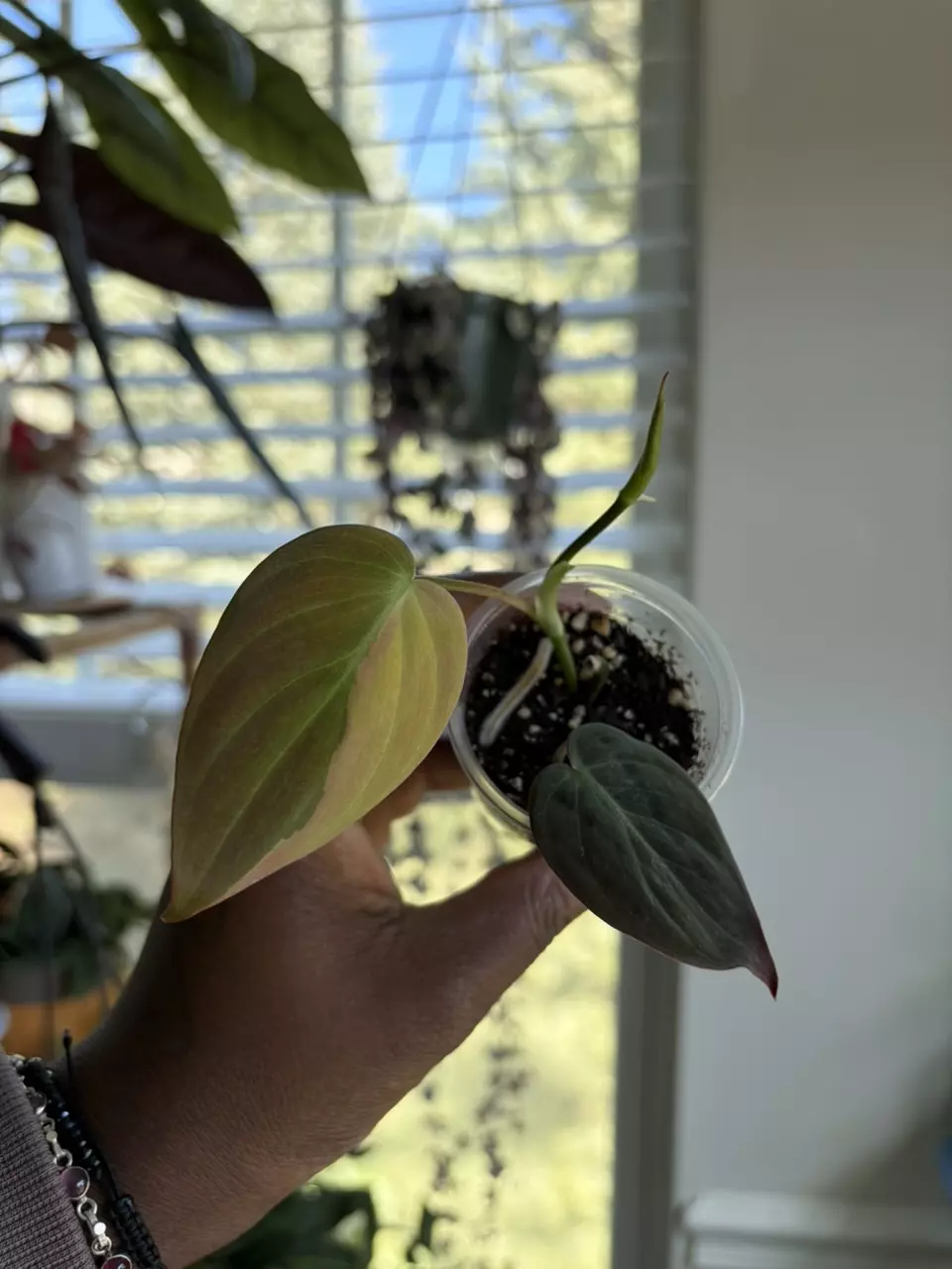 Variegated Micans thumbnail