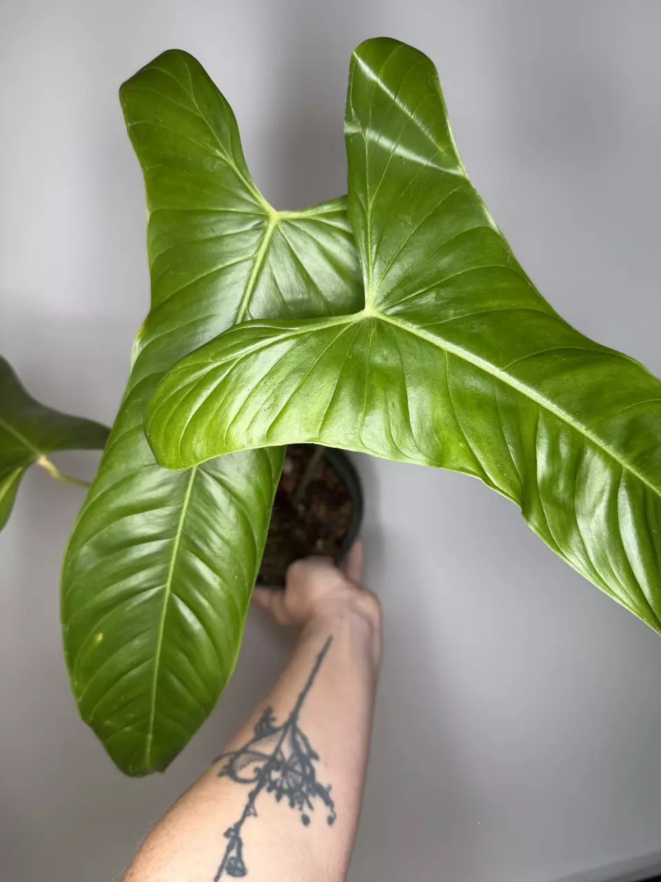 Philodendron Sharoniae Goat - 6” Pot thumbnail