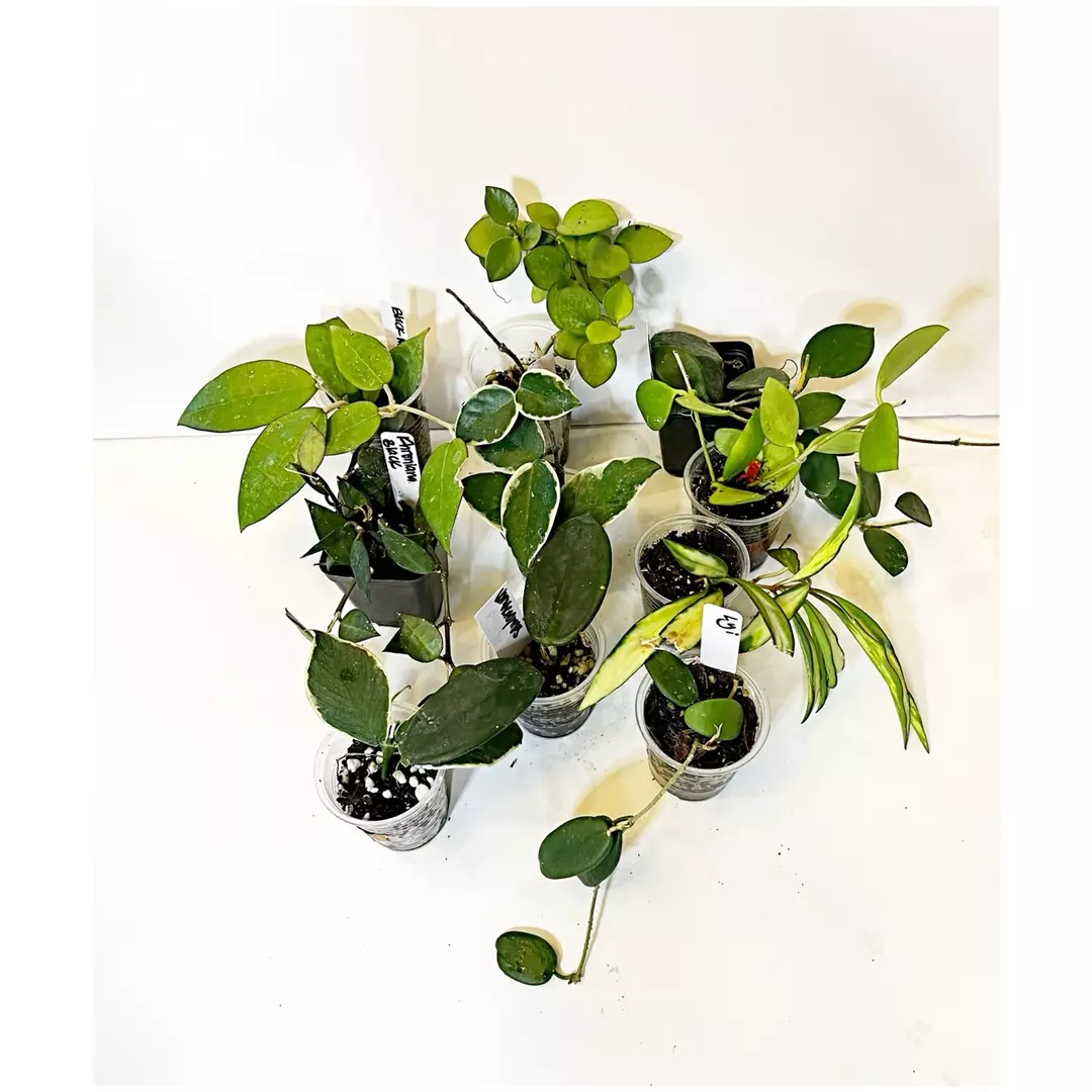 🔥HOYA BUNDLE 🔥10 Starter Plants! thumbnail