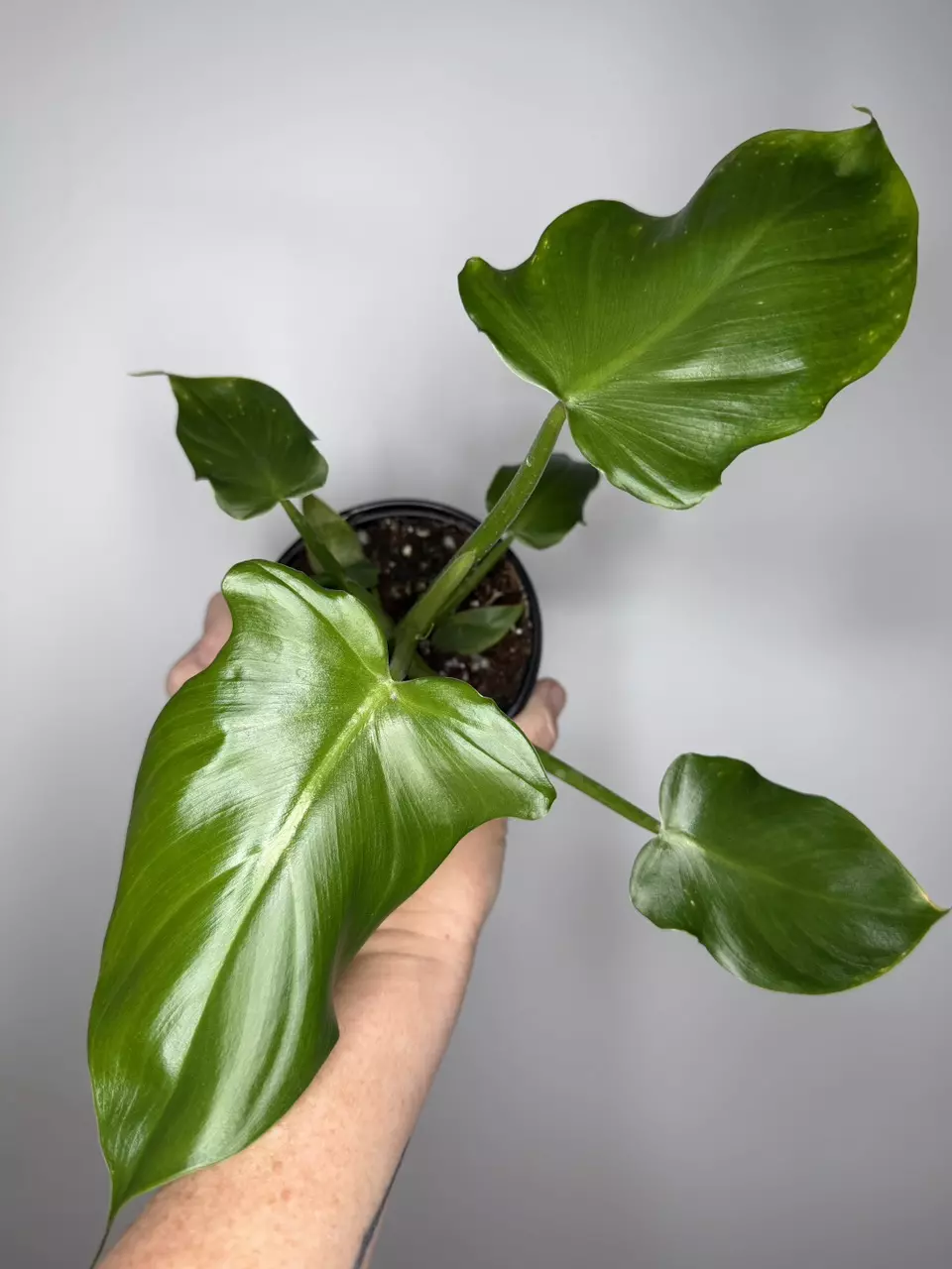 Philodendron Applanatum thumbnail