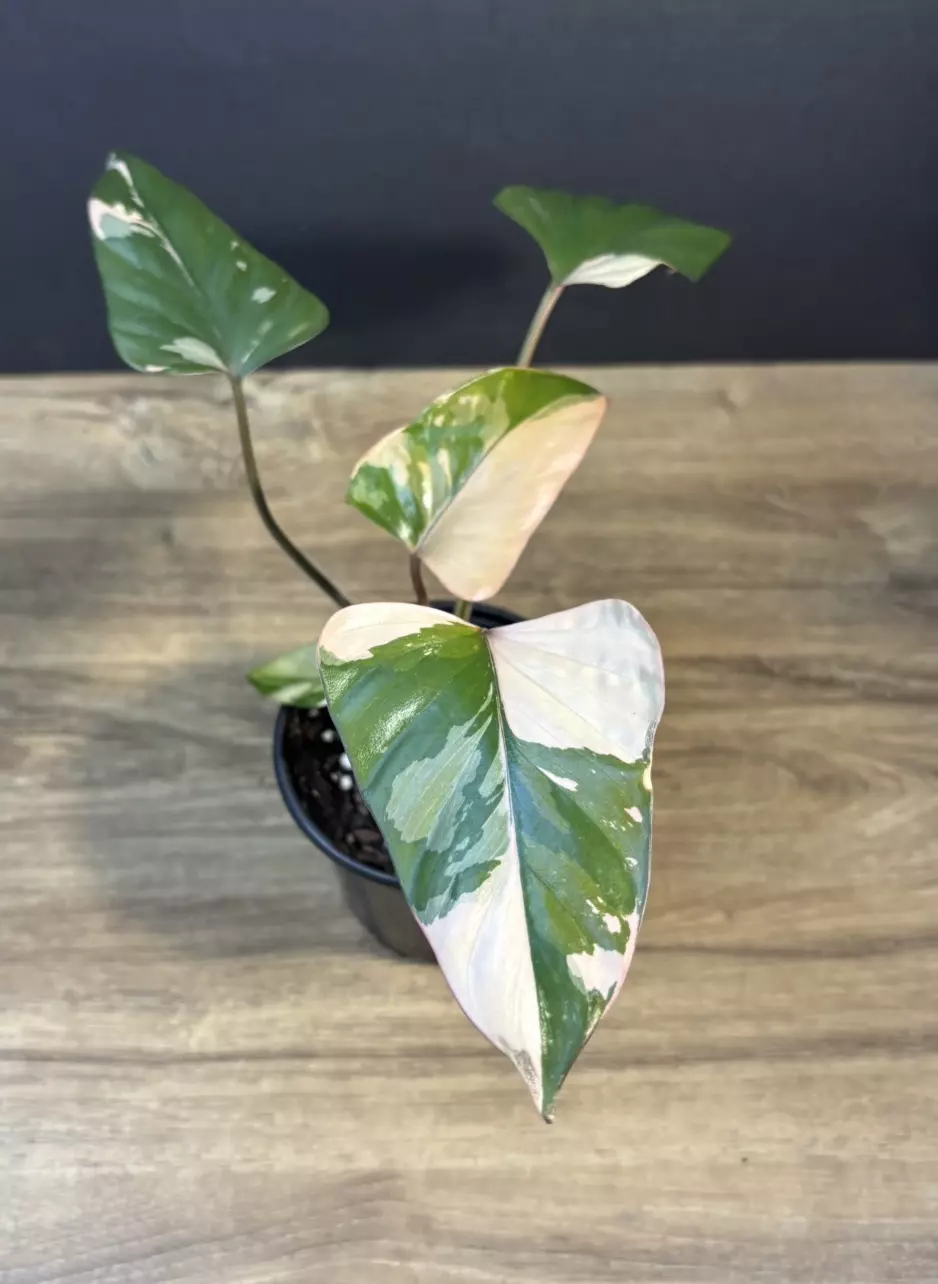 Homalomena Pink Diamond 4” 3599 thumbnail
