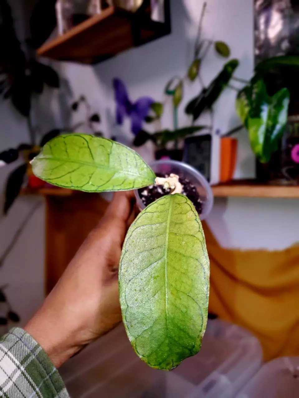 🌱 Hoya Gunung Gading ❤️‍🔥 Rooted Starter Plant thumbnail