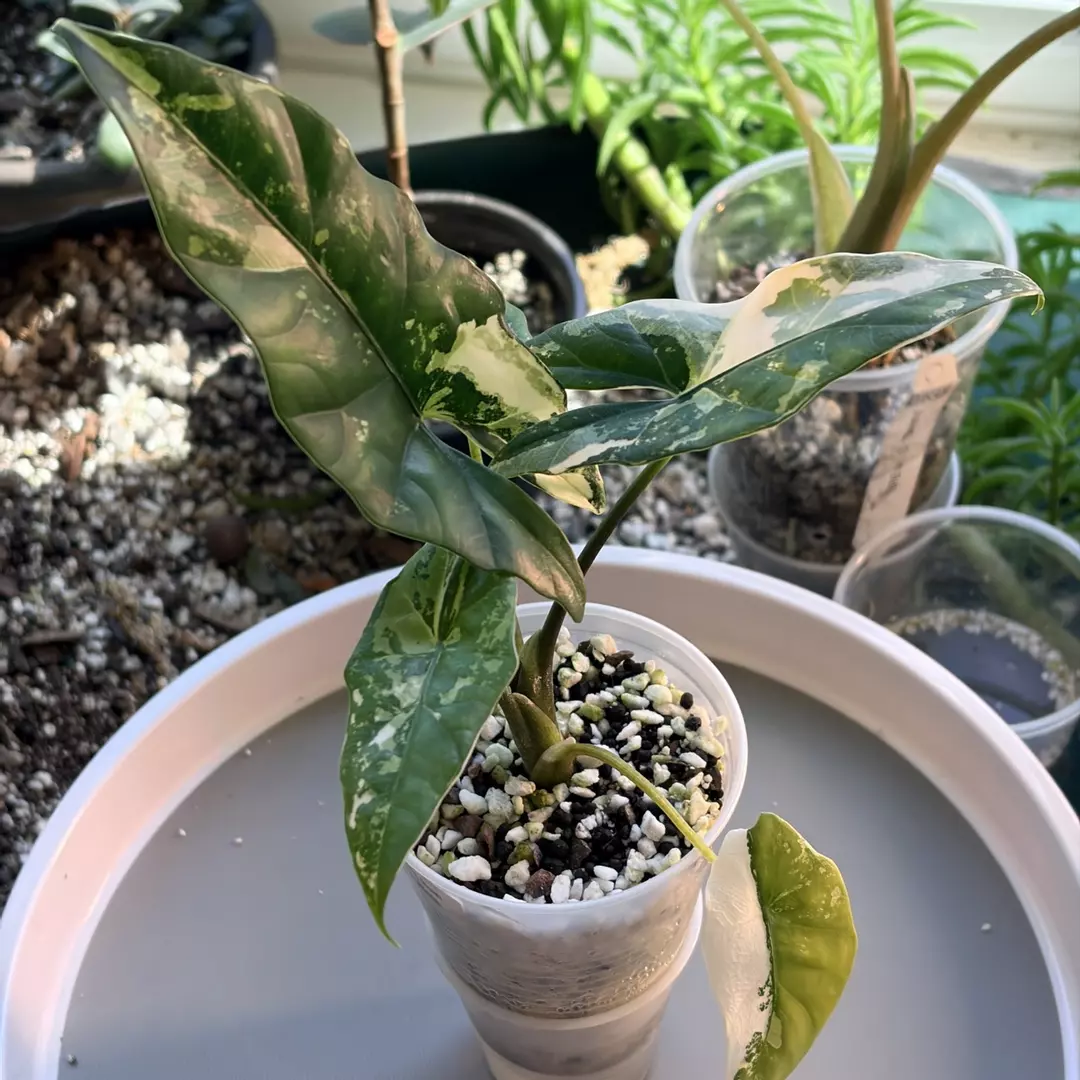 Simpo Albo Alocasia | Corm Grown | Established Roots + Attached Corms thumbnail