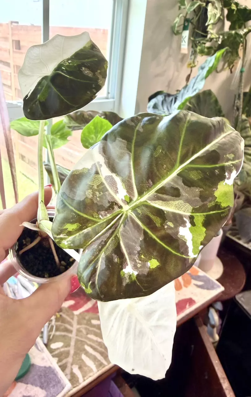 Albo Regal Sheild Alocasia thumbnail