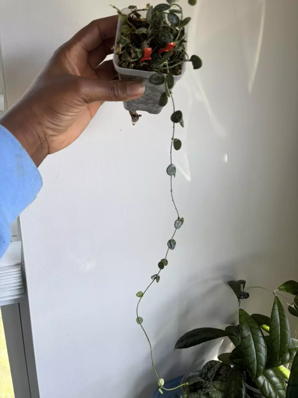 Hoya Serpens Silver Splash thumbnail