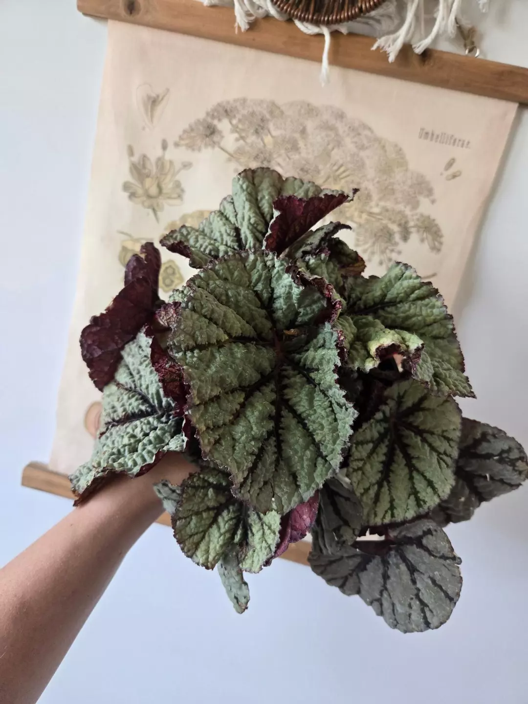 Begonia Rex Fedor thumbnail