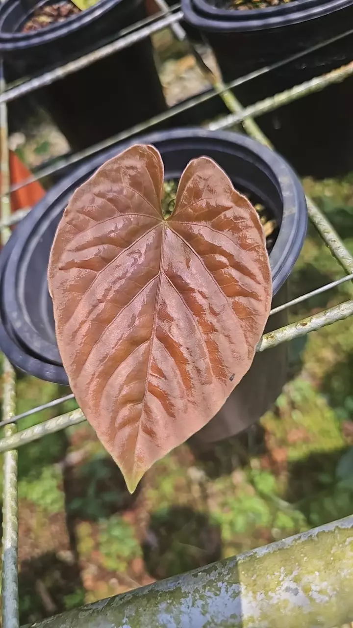 Anthurium debilis • Dark Form • BLIND PRESALE • 4-8 Inch Leaves thumbnail