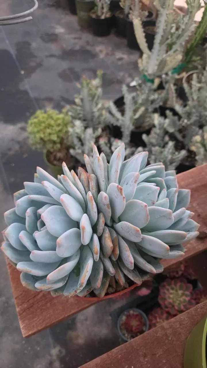 Echeveria laui hybrid thumbnail