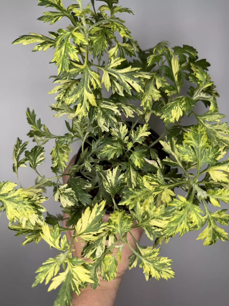 Artemisia Vulgaris ‘Variegated Mugwort’ thumbnail