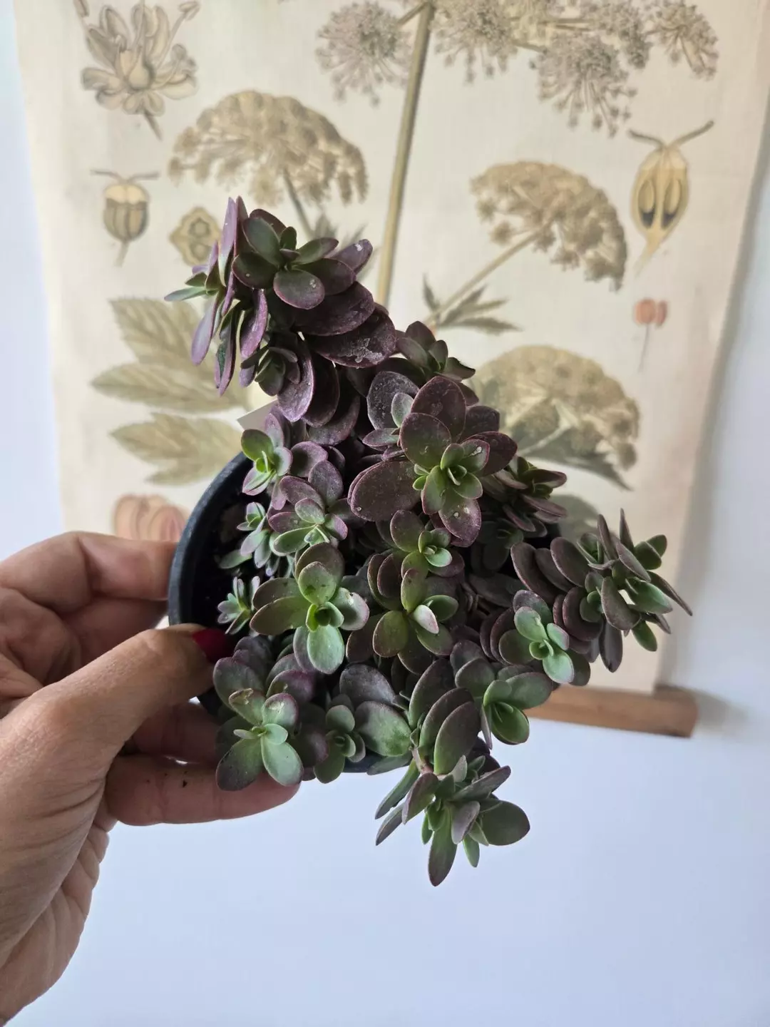Sedum SunSparkler® 'Cherry Tart thumbnail
