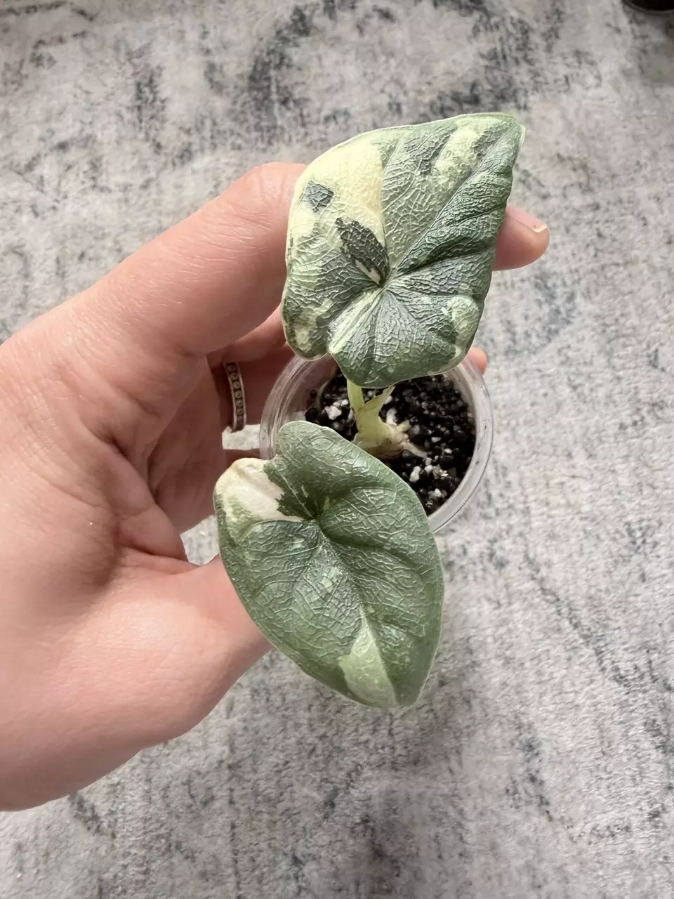 Alocasia Melo Albo thumbnail