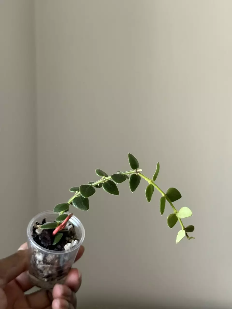 Hoya Chinghungensis thumbnail