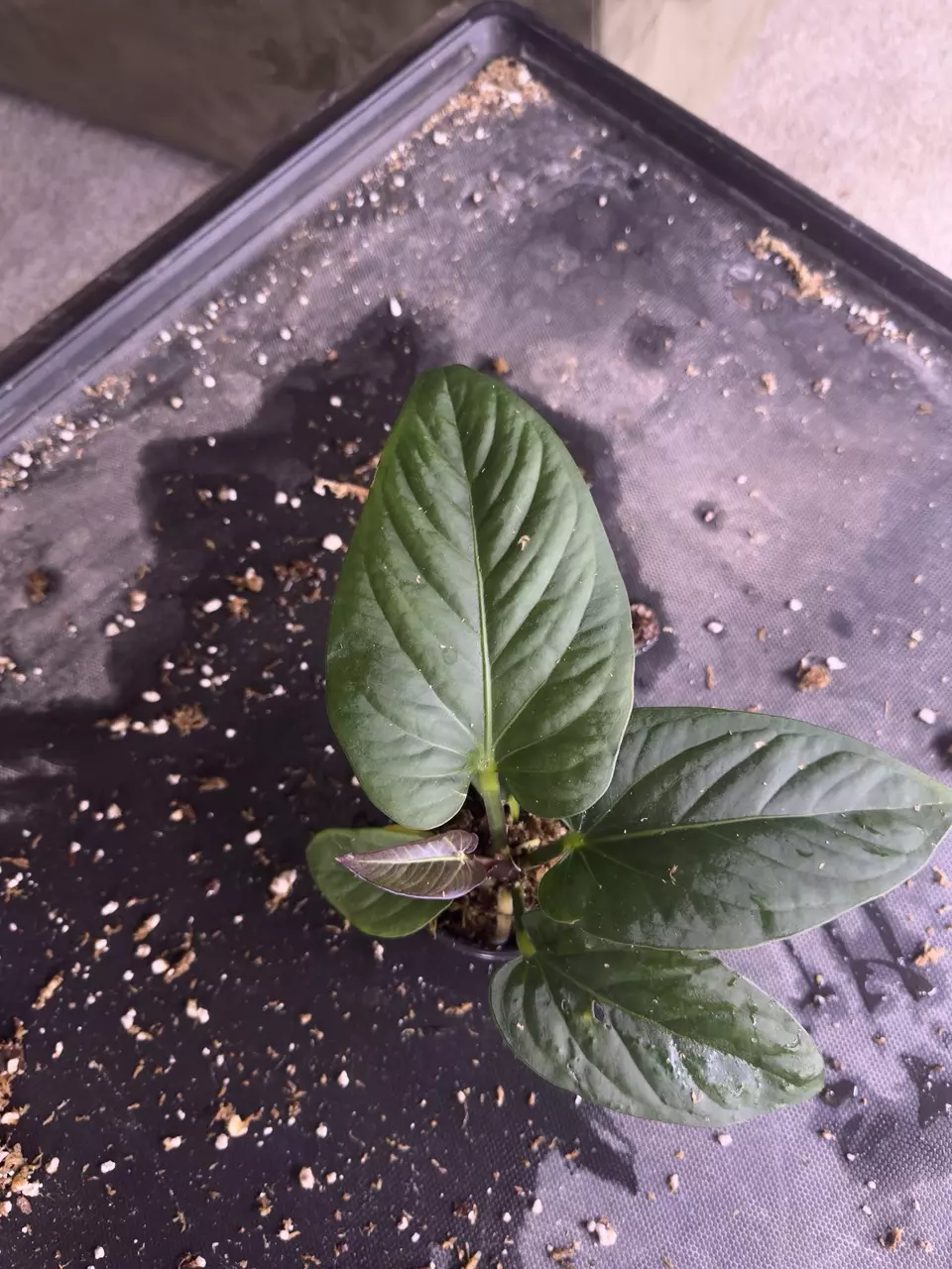 Anthurium pulcachense • BLIND PRESALE • 4-6 Inch Leaves thumbnail