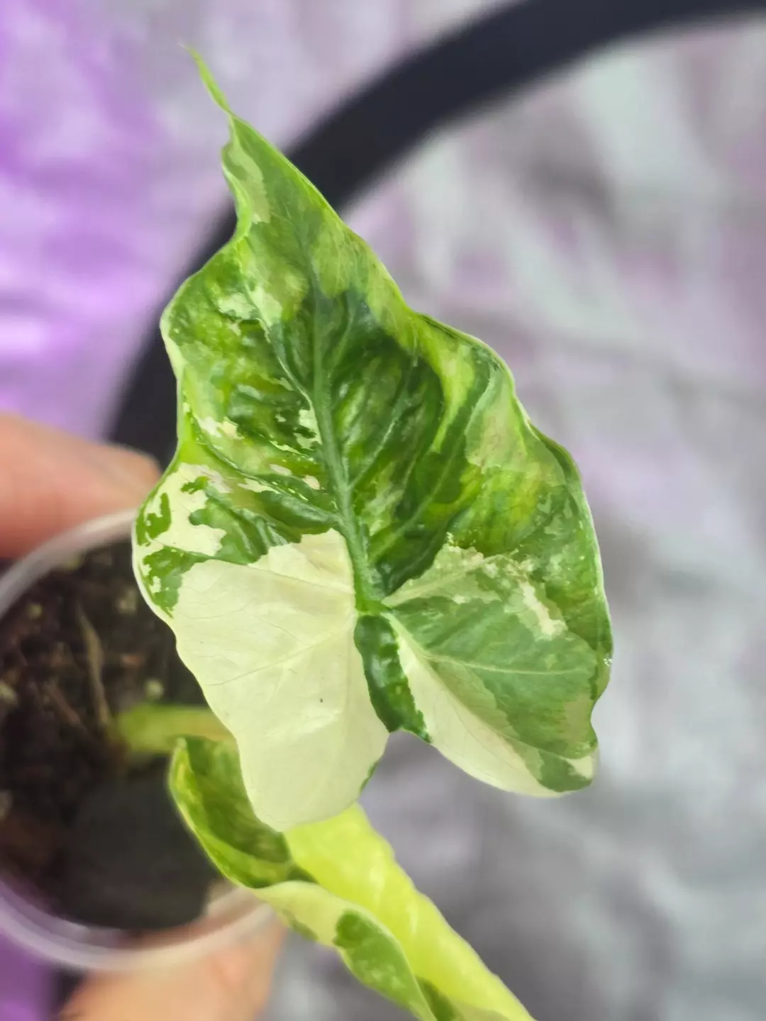 Alocasia Gageana Albo thumbnail