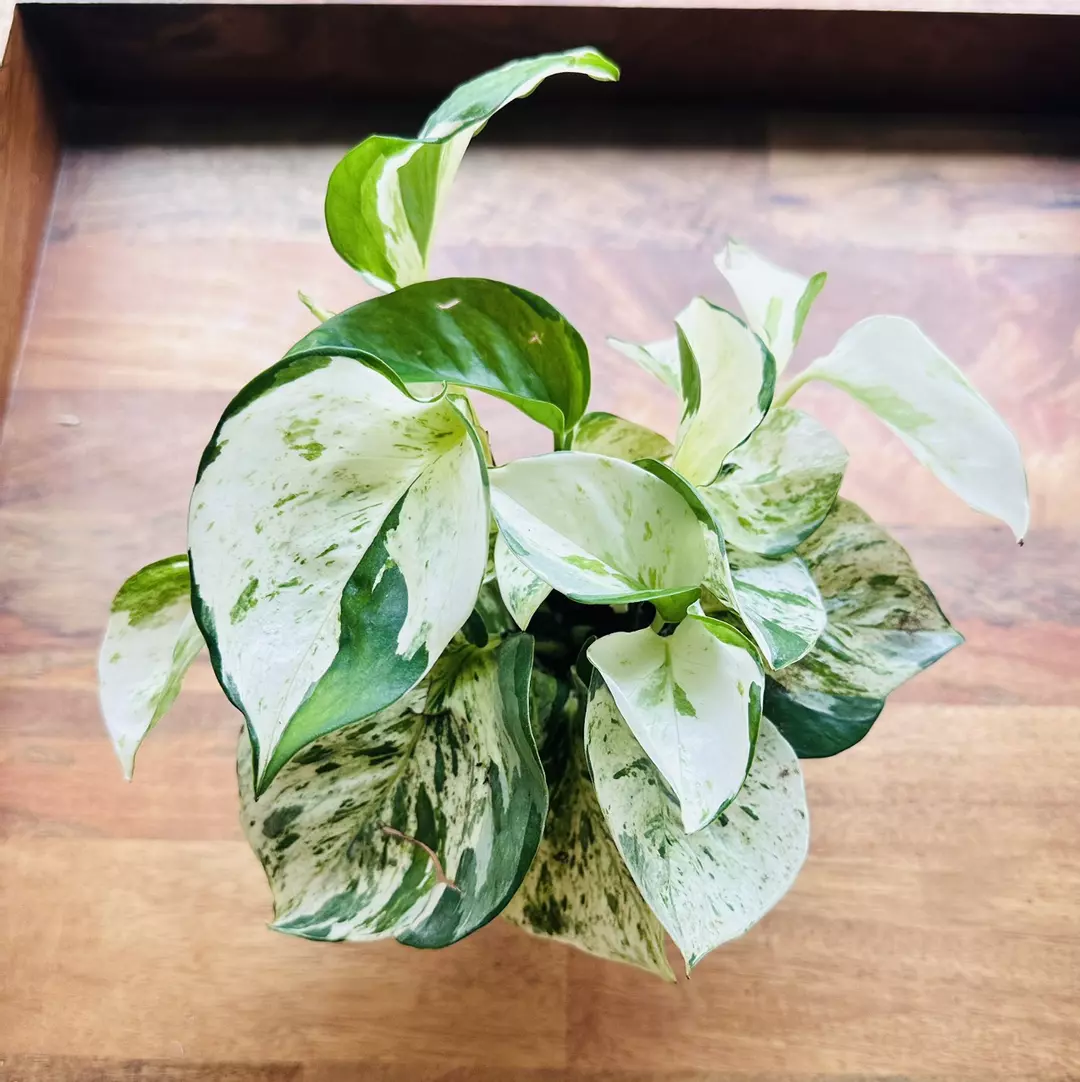 Epipremnum ‘Manjula’ Pothos thumbnail