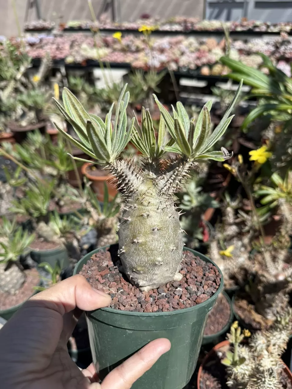 Pachypodium Gracilius 5" pot thumbnail
