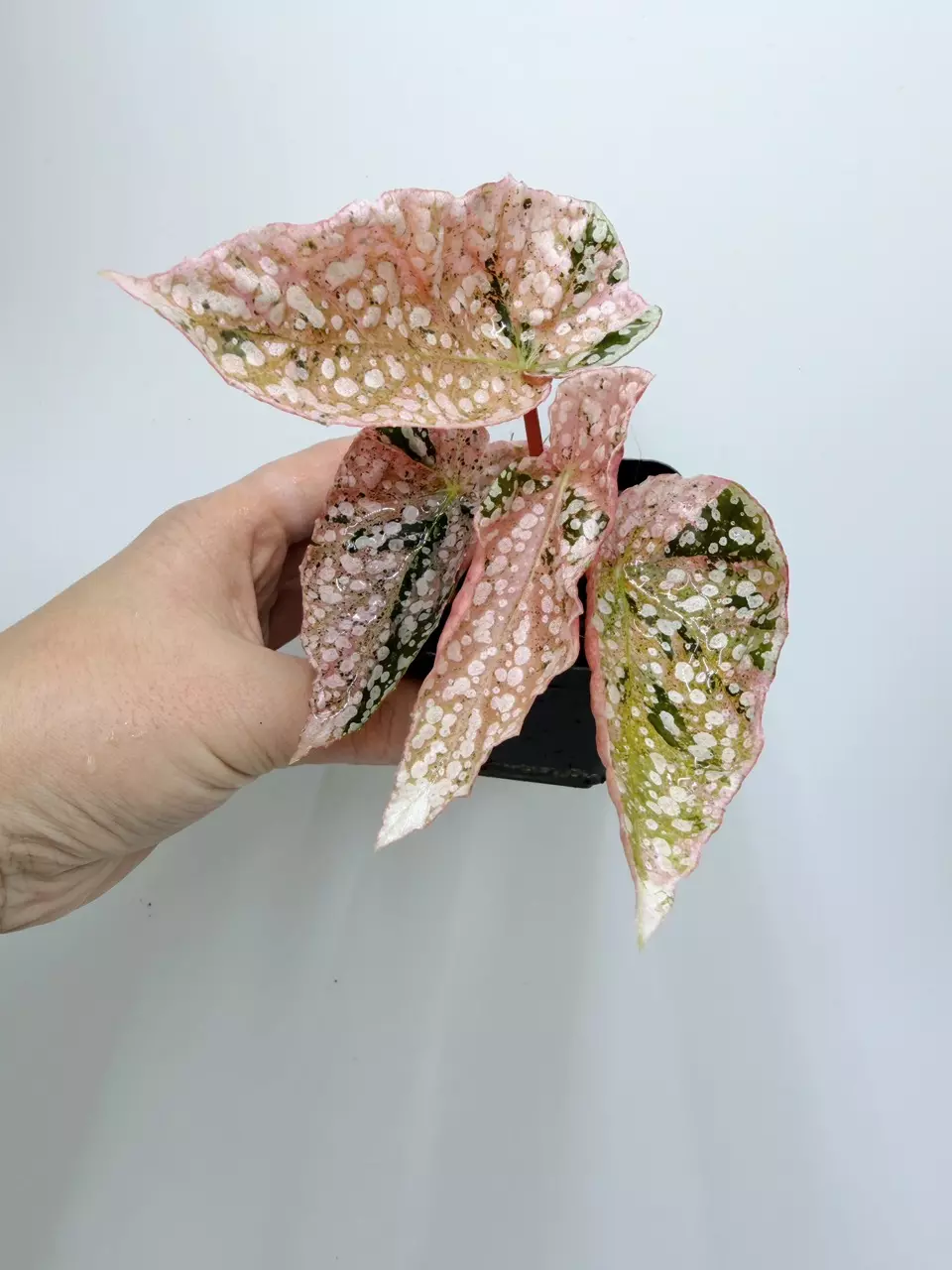 Snow Capped Begonia thumbnail