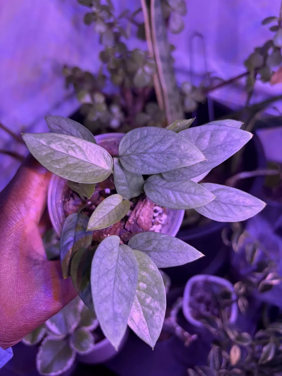 Cebu Blue Pothos thumbnail