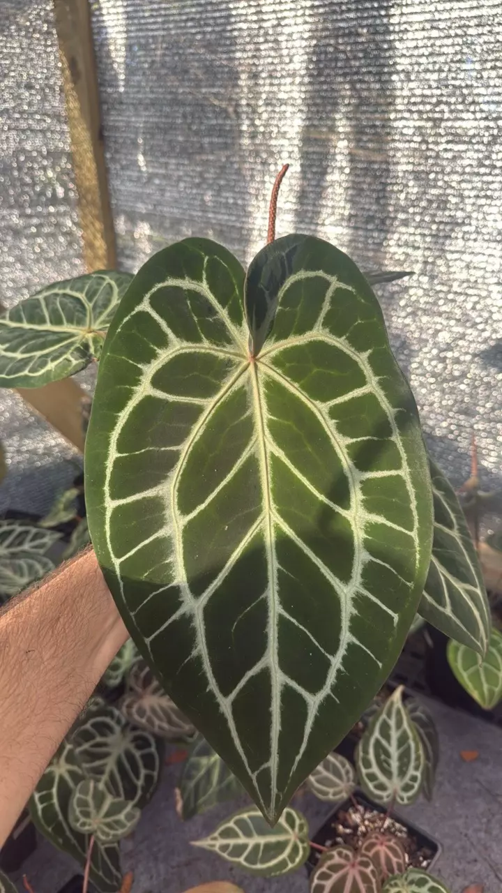 Flowering silver king x Michelle thumbnail