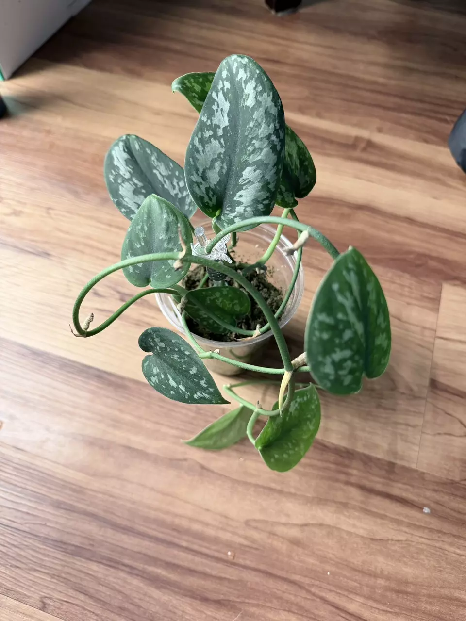 Scindapsus Exotica thumbnail