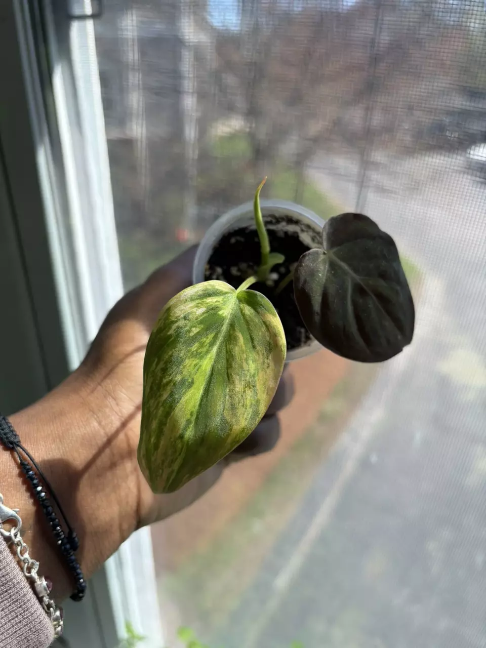 Variegated Micans thumbnail