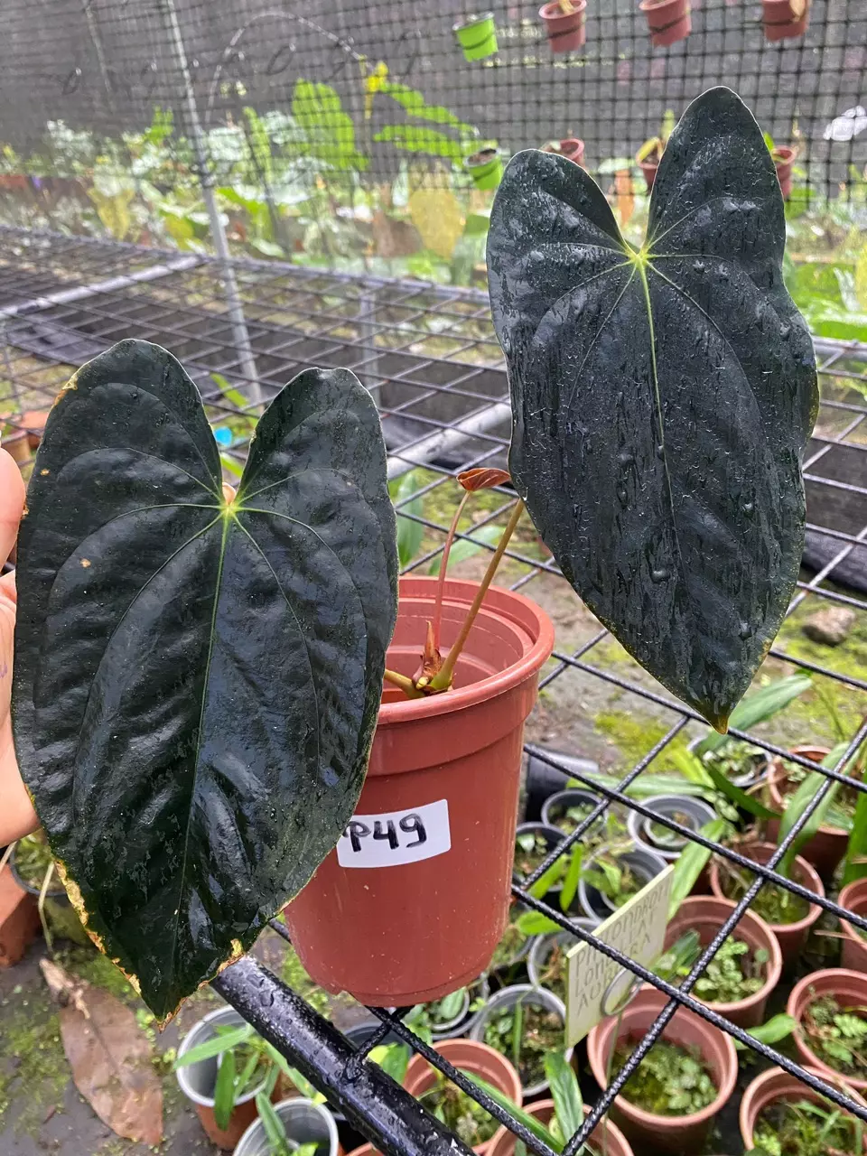 Anthurium papillilaminum • BLIND PRESALE • Large • 8-12 Inch Leaves thumbnail