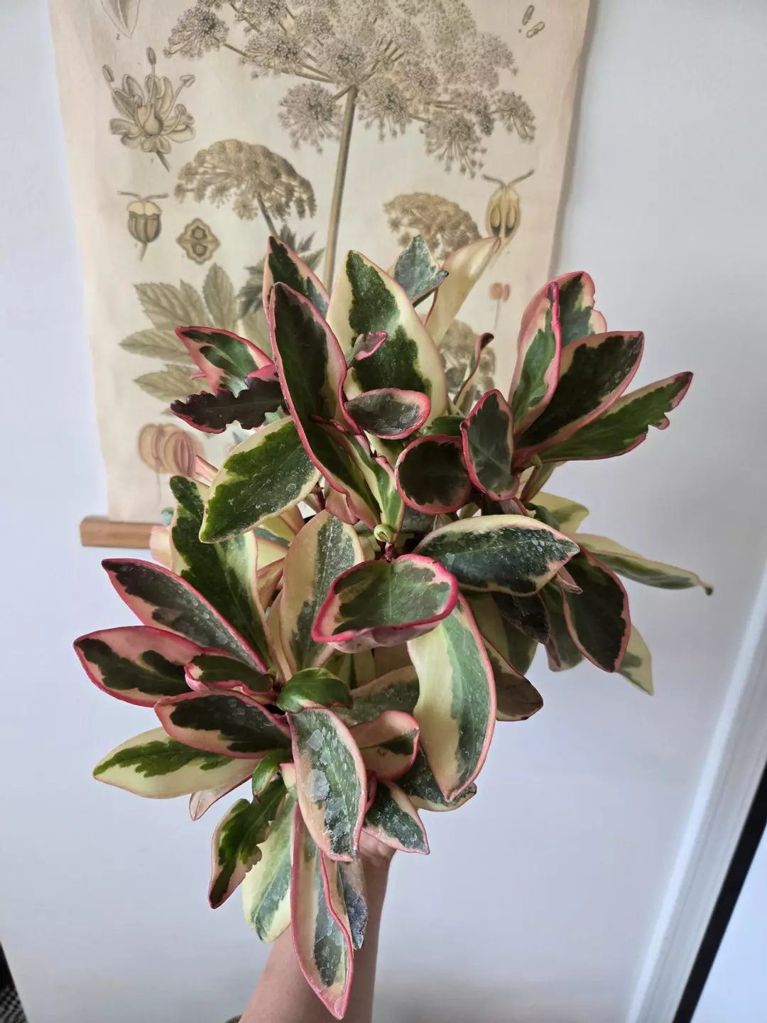 Peperomia Ginny thumbnail