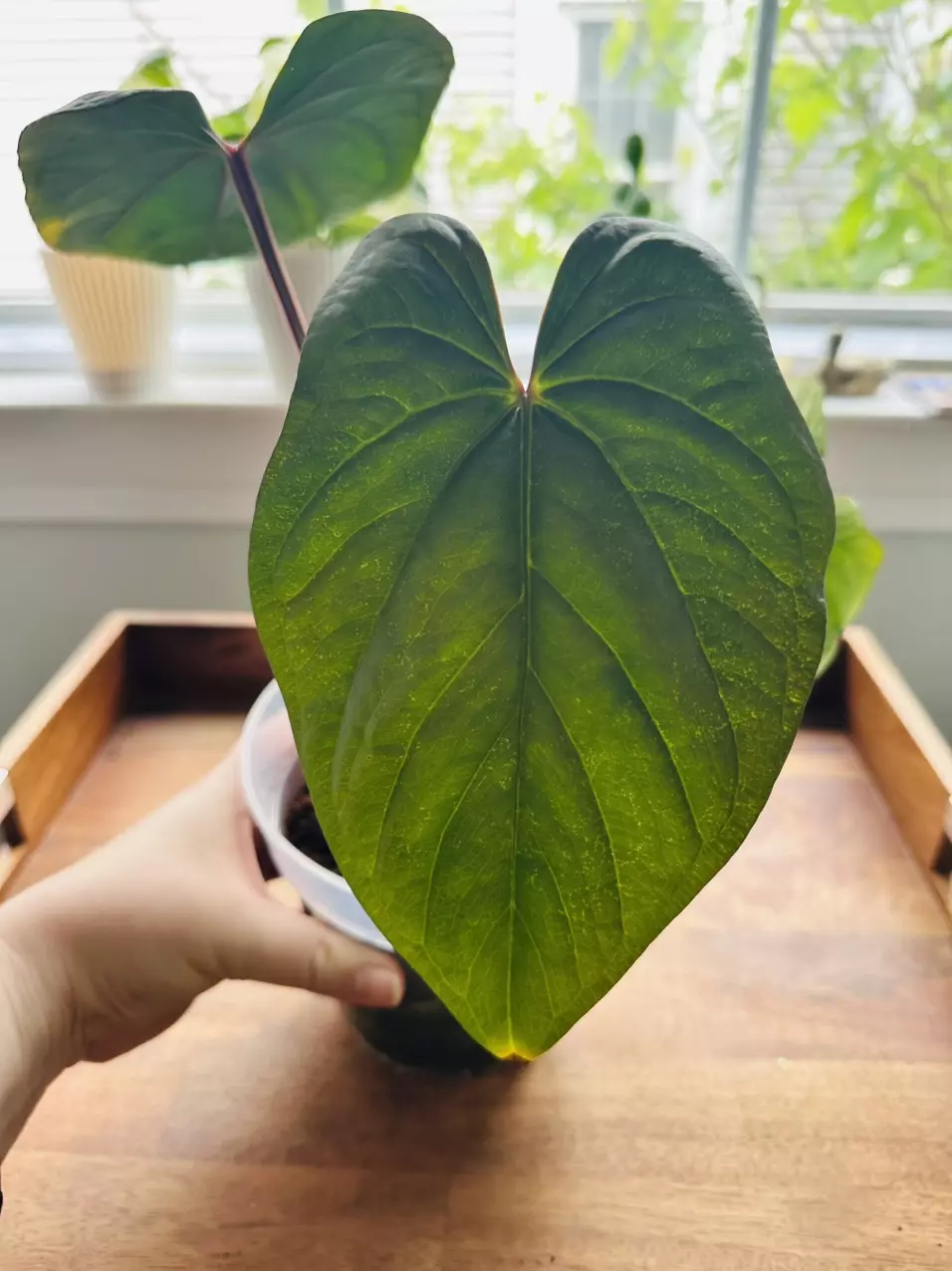 Anthurium Dressleri x Sagittatum Mother Plant thumbnail