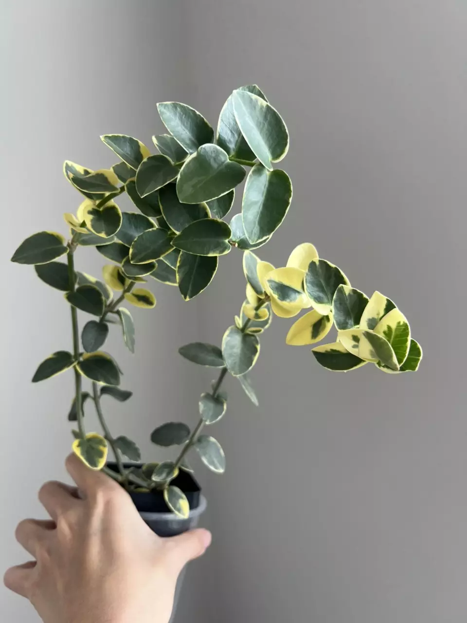 Hoya cummingiana albo thumbnail