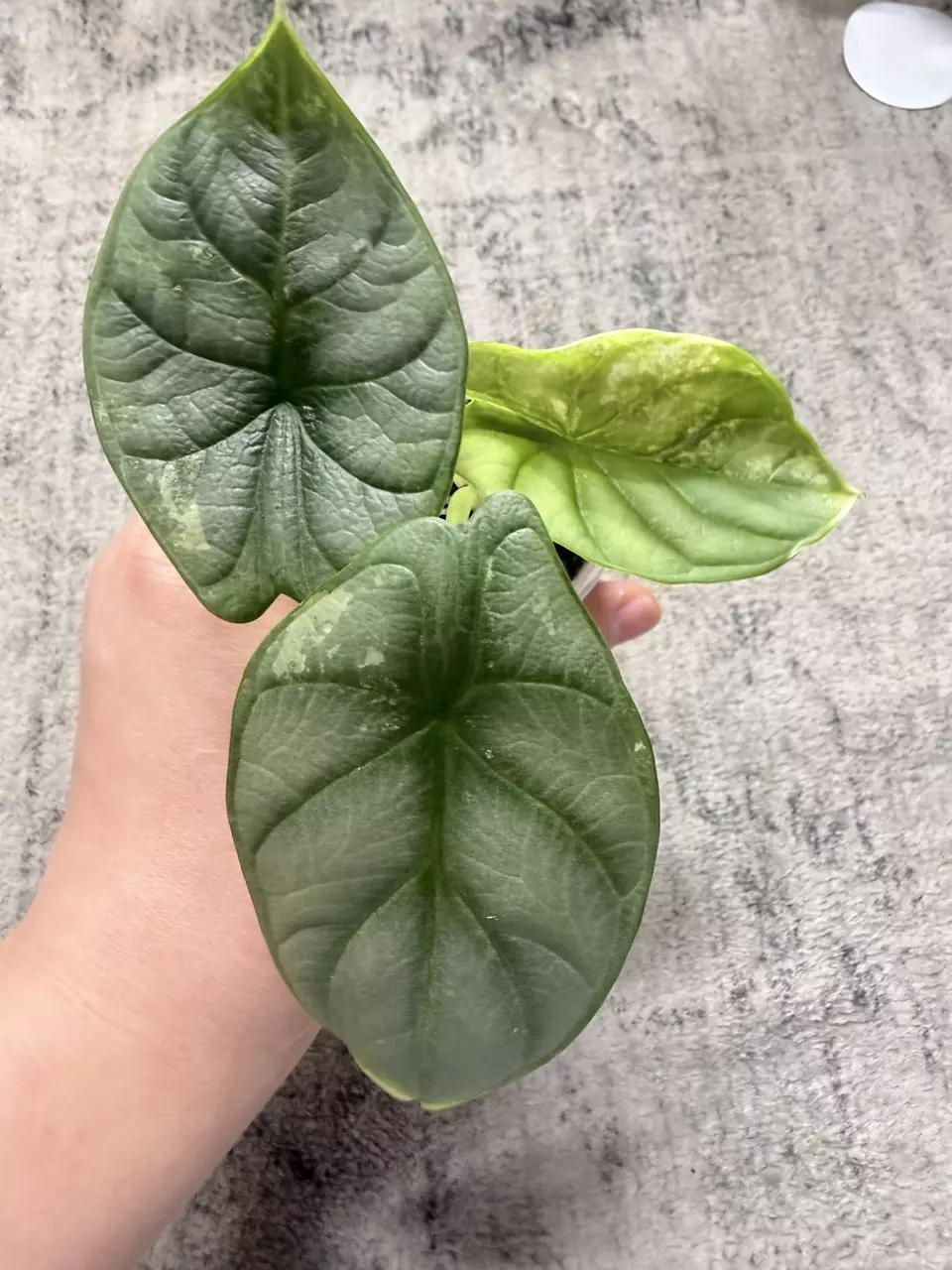 Alocasia Silver Dragon Albo thumbnail
