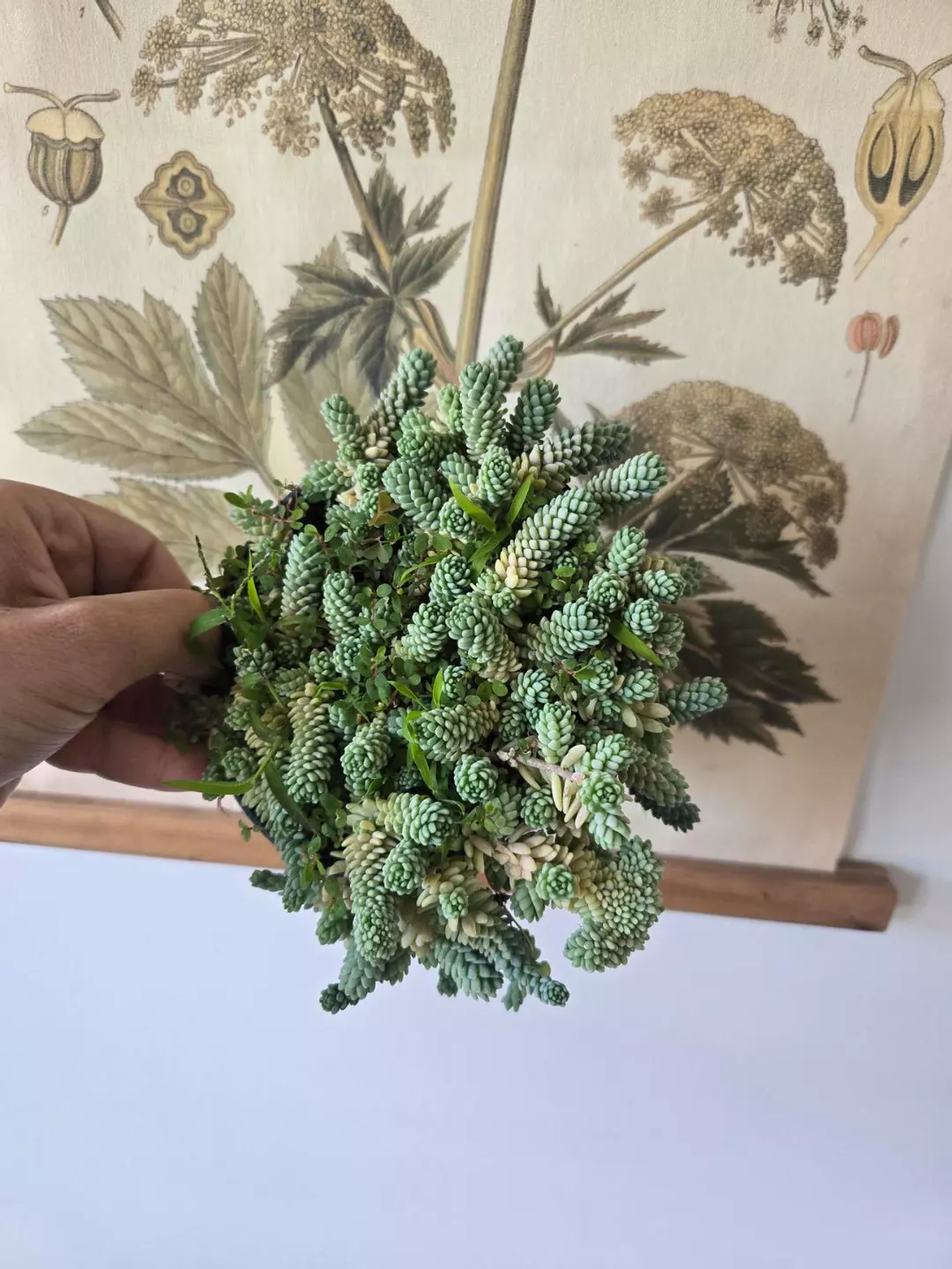Sedum dasyphyllum Major thumbnail