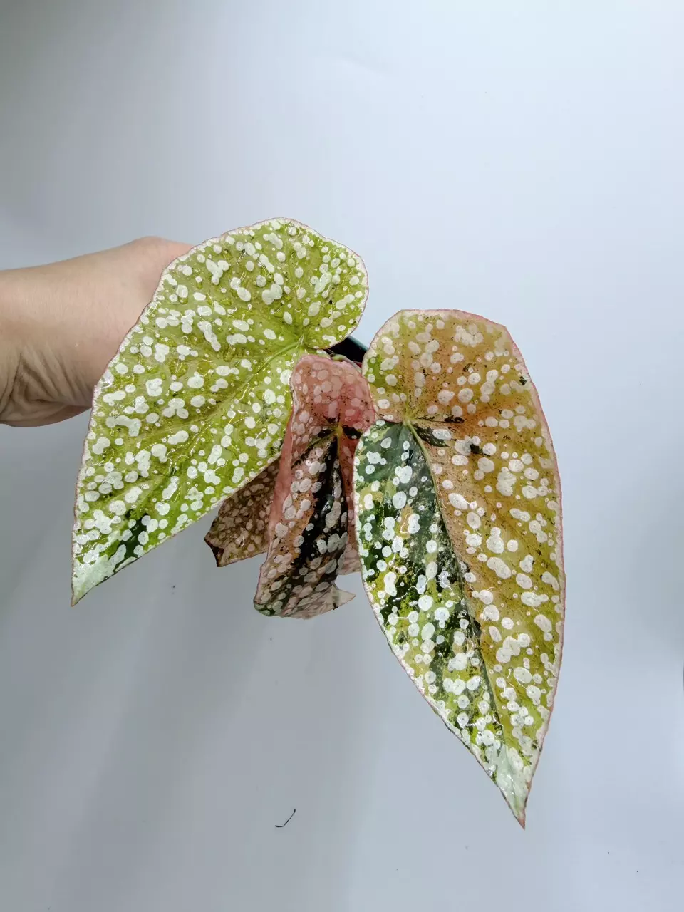 Snow Capped Begonia thumbnail