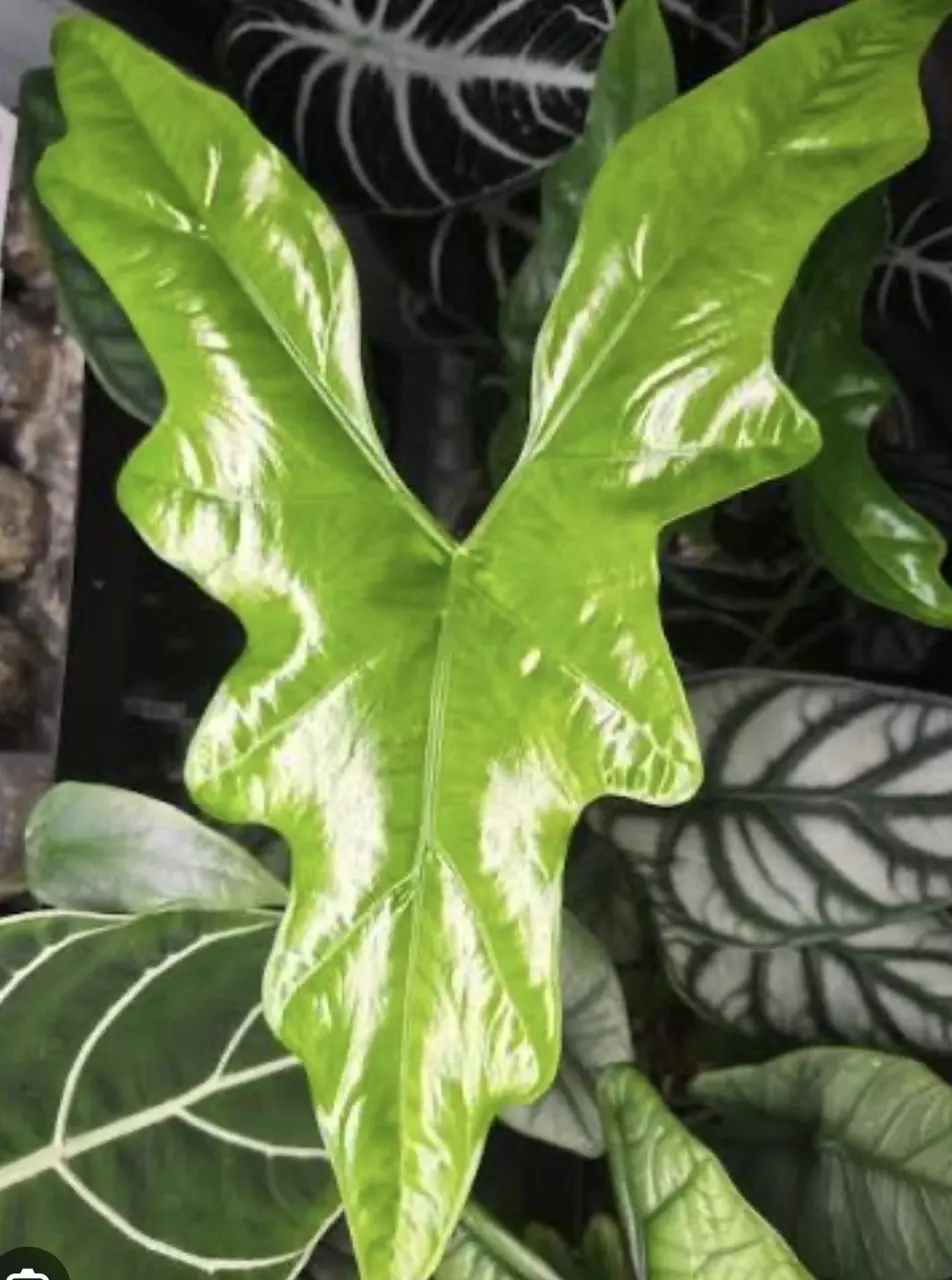Alocasia batwing ( corm only) thumbnail