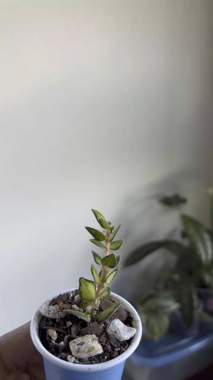 Hoya Chinghungensis Variegated thumbnail