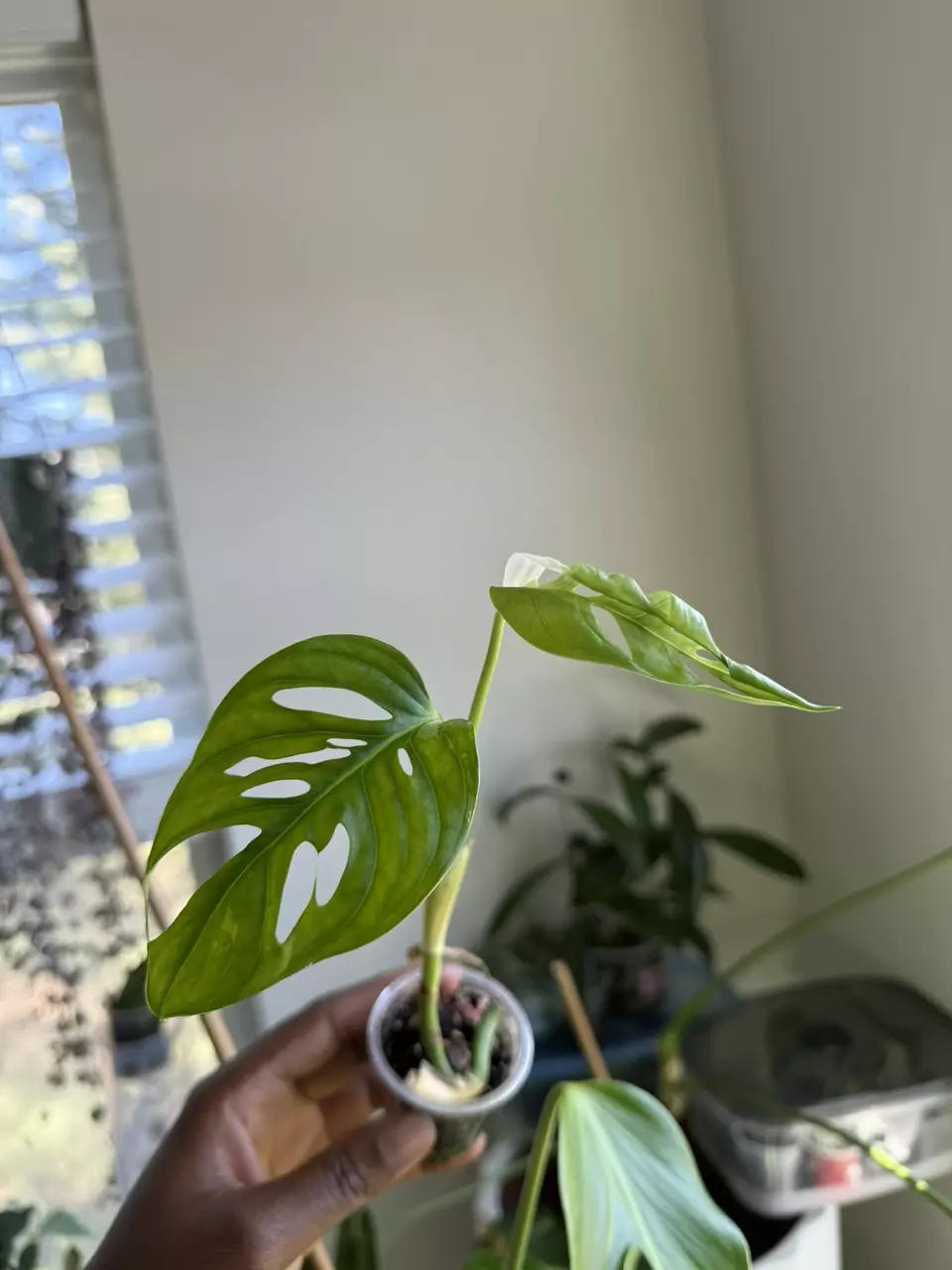 Monstera Adansonii Albo thumbnail