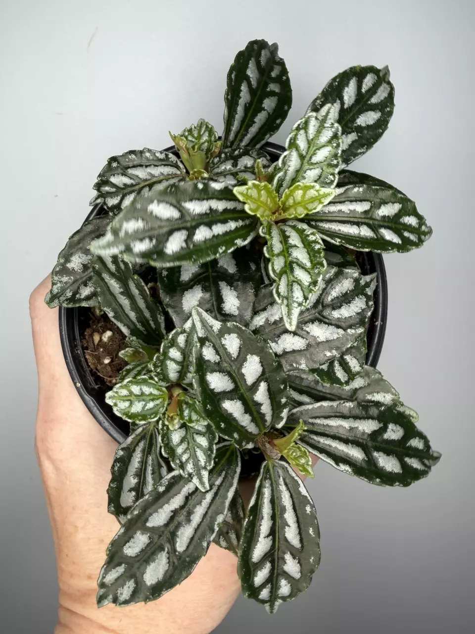 Pilea Cadierei thumbnail